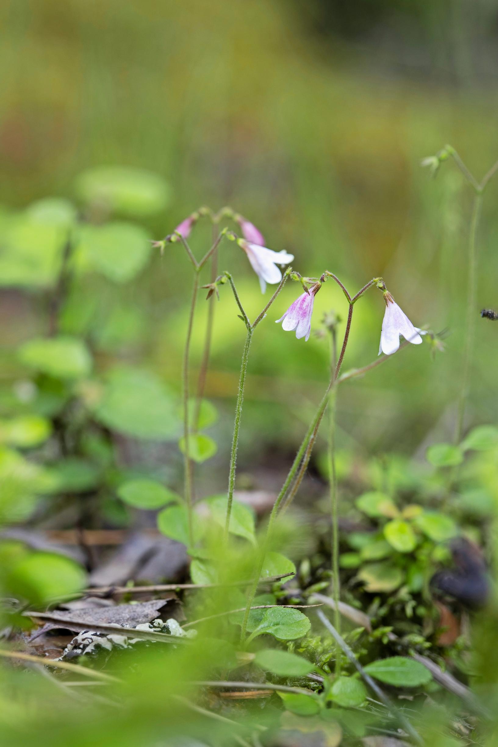 luonnonmukainen puutarha