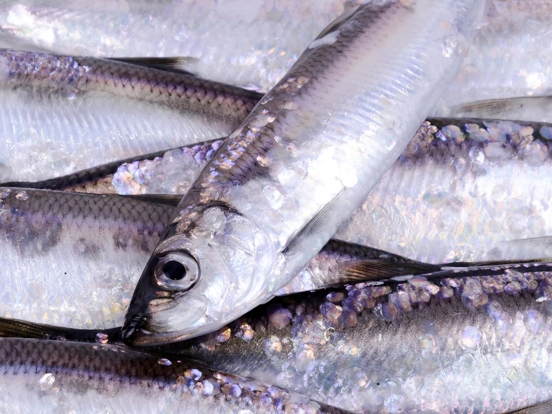 Muikku on monipuolinen ruokakala – perkaa pikkukalat oikein & nappaa parhaat muikkureseptit