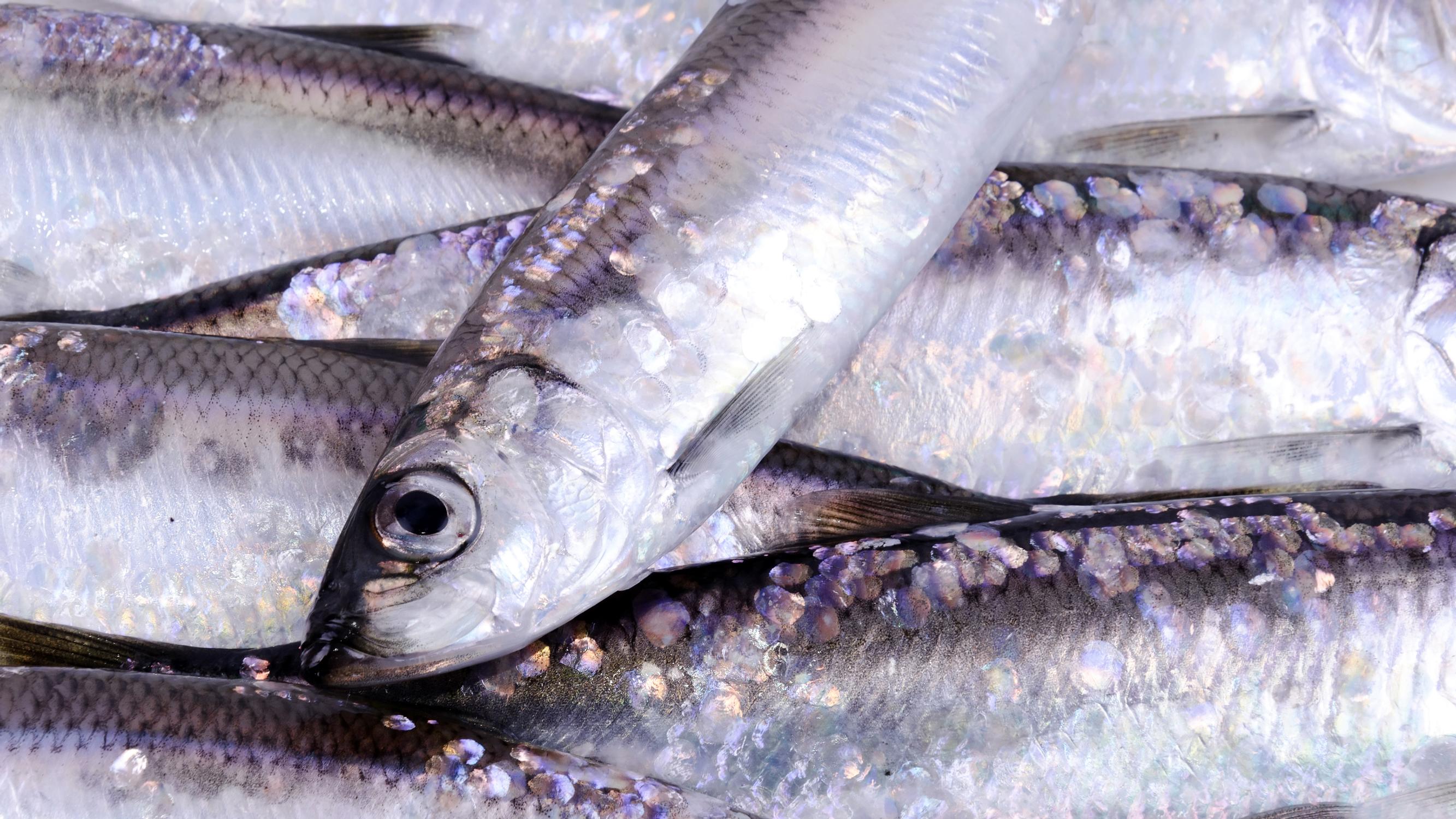 Muikku on monipuolinen ruokakala – perkaa pikkukalat oikein & nappaa parhaat muikkureseptit