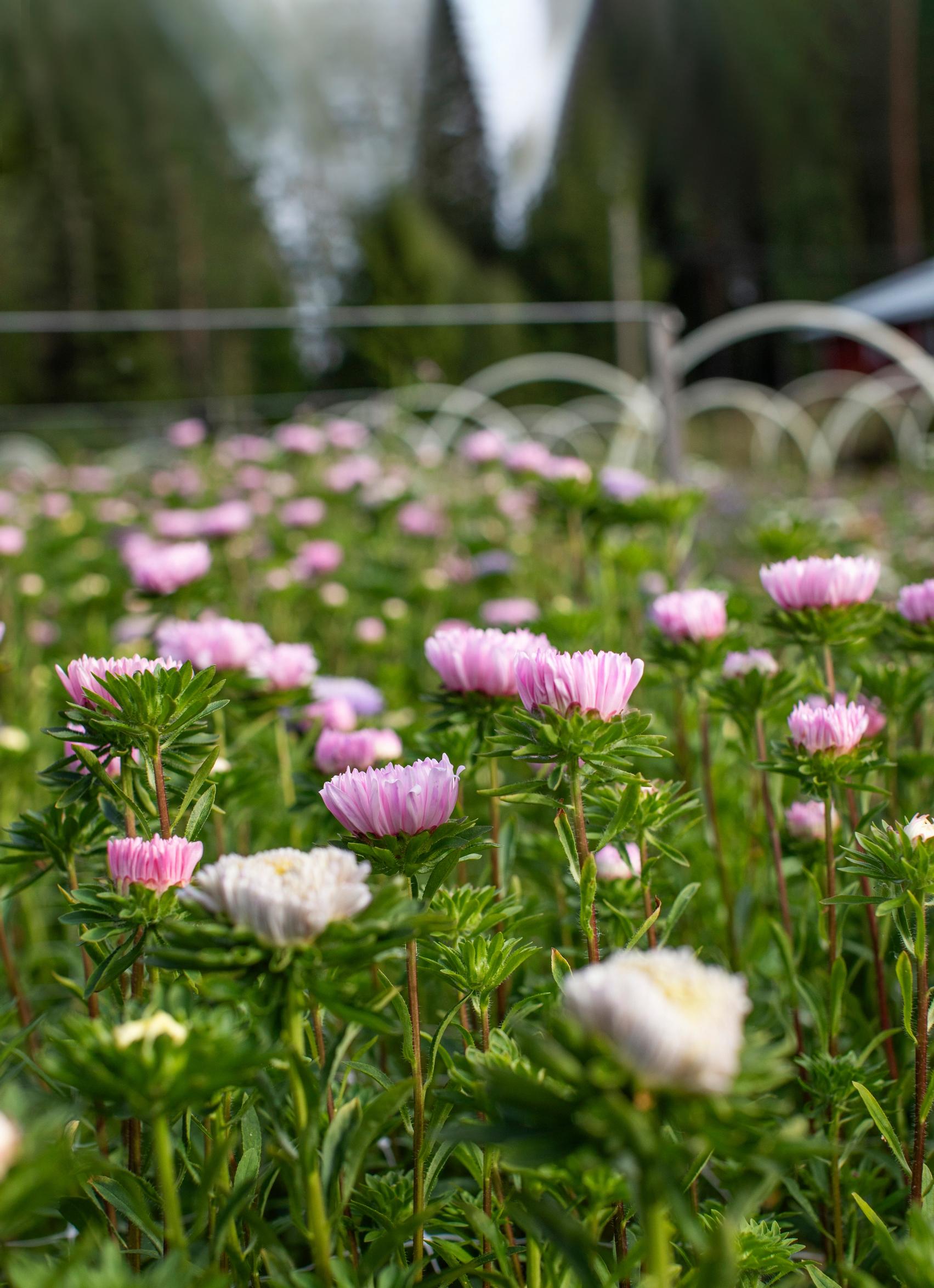 Kiinanasteri ’King Size Pink’