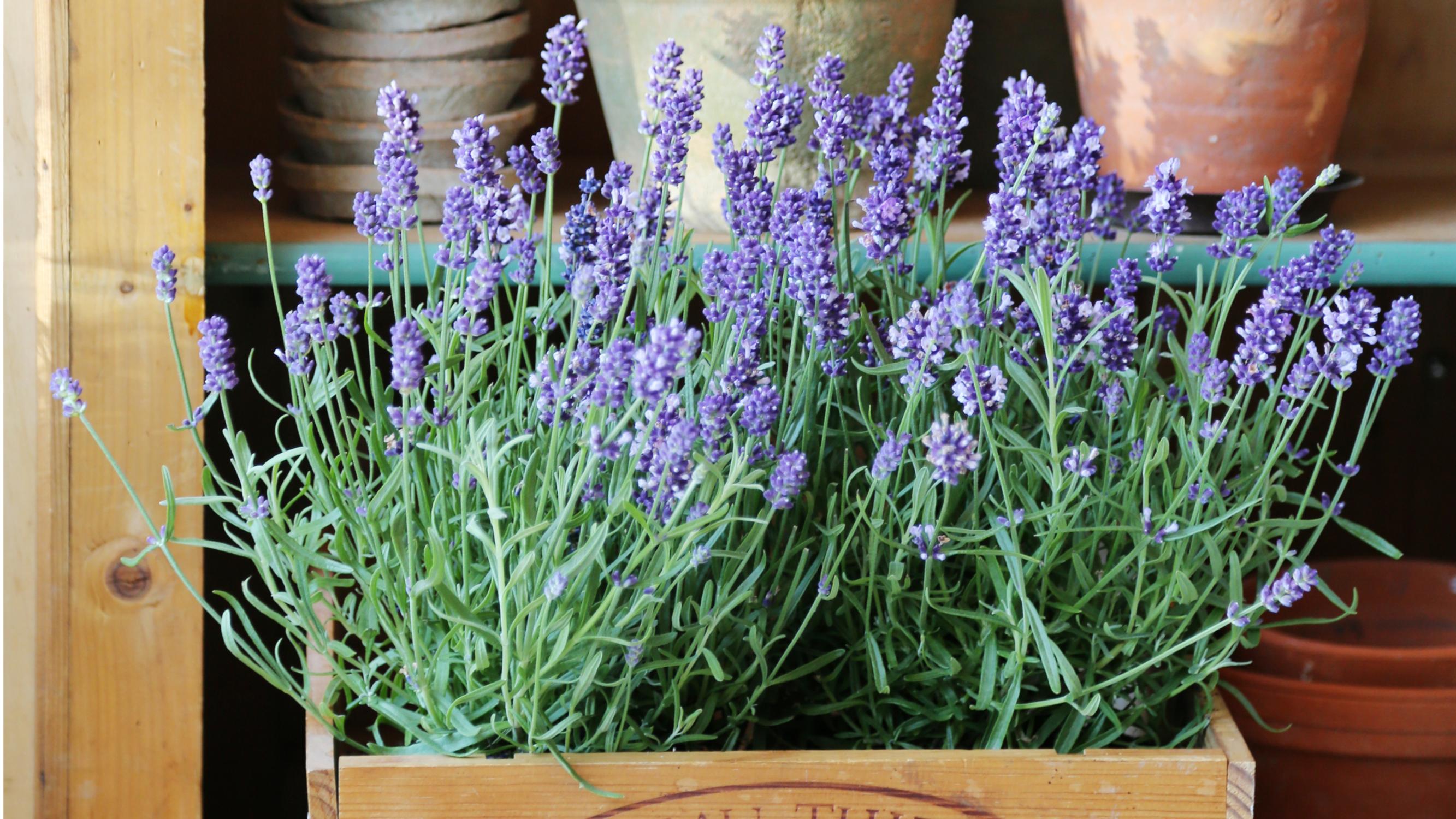 Säästä suloinen laventeli seuraavaan kesään – kurkkaa hortonomin vinkit!