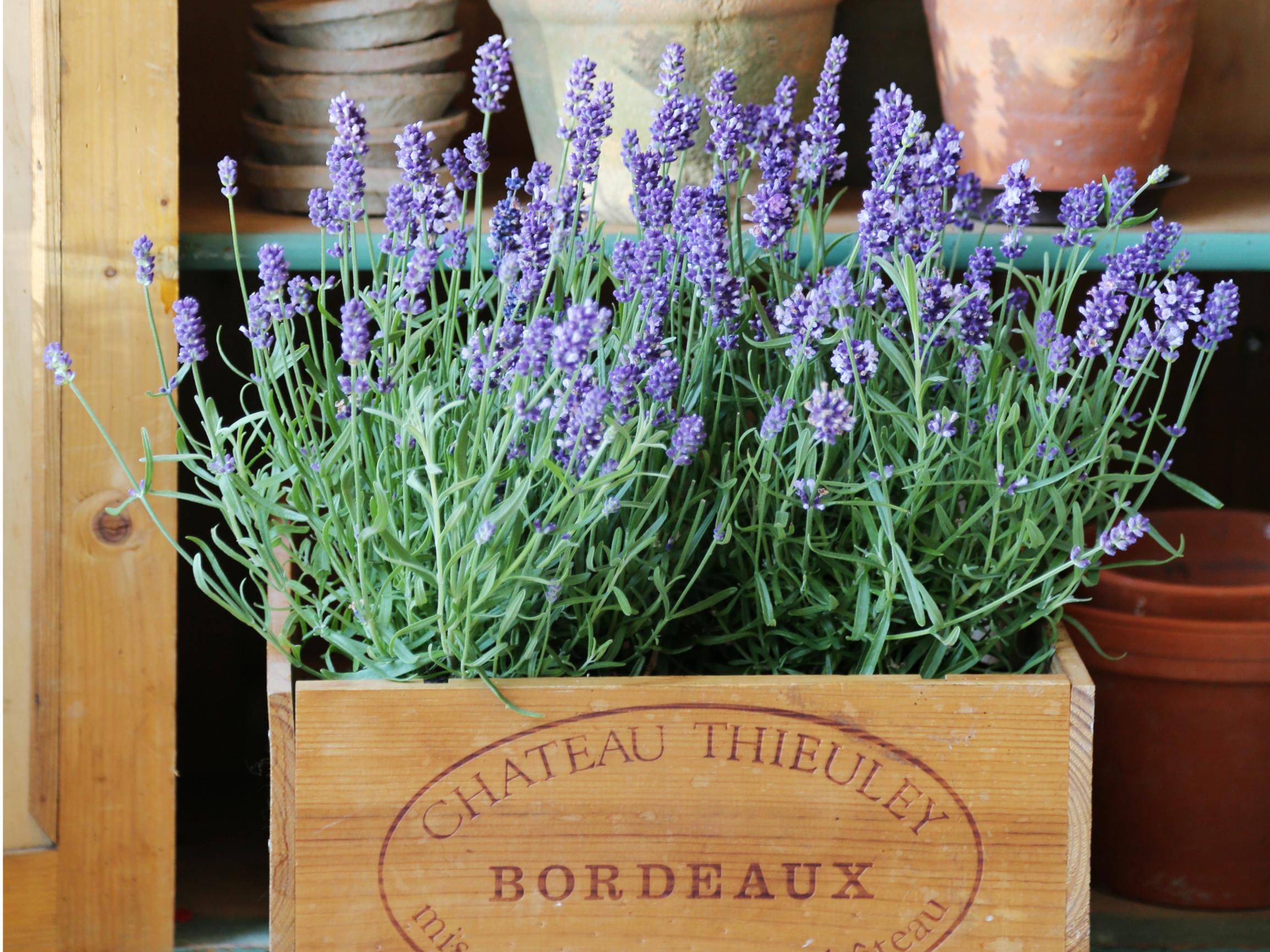 Säästä suloinen laventeli seuraavaan kesään – kurkkaa hortonomin vinkit!