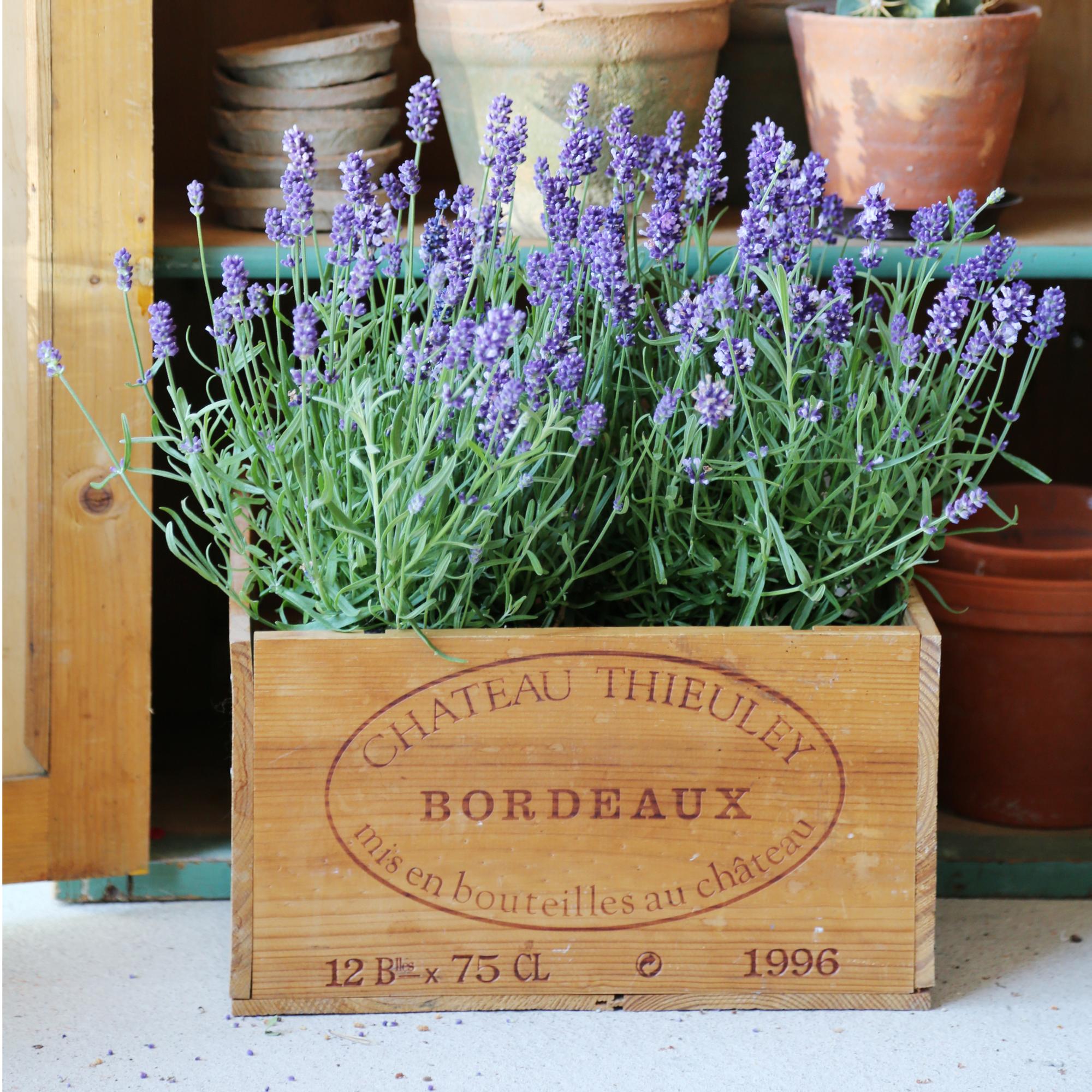 Säästä suloinen laventeli seuraavaan kesään – kurkkaa hortonomin vinkit!