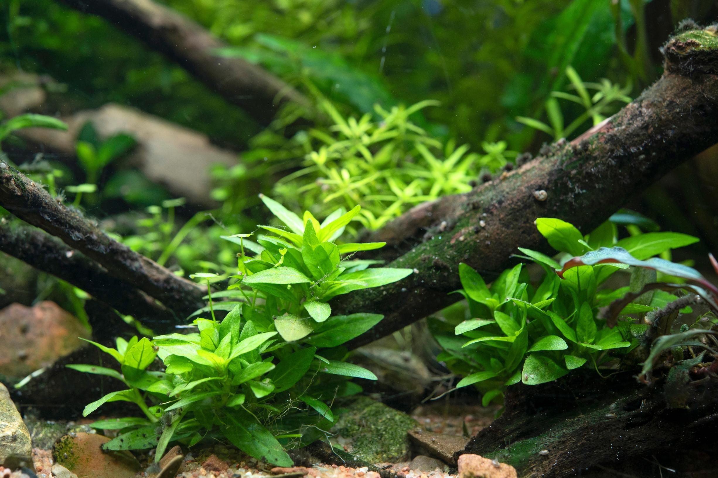 Suikerolehti Staurogyne repens