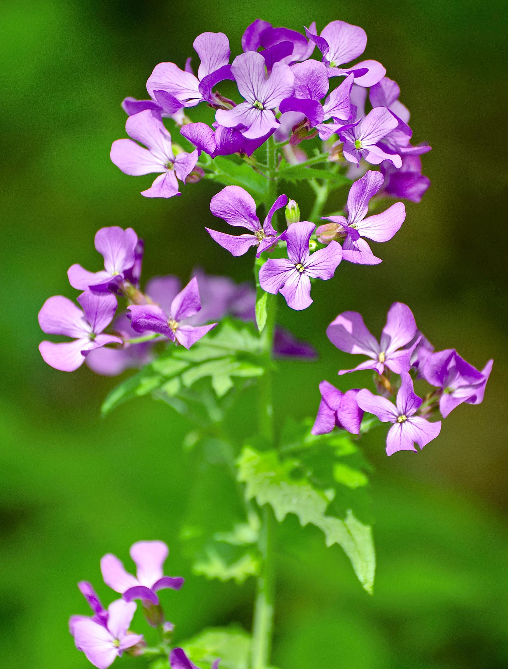 Illakon liila kukinta