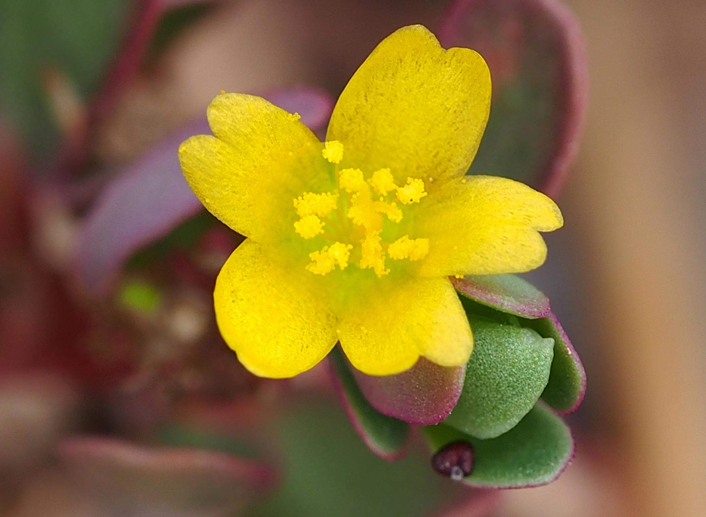 Portulakan keltainen kukka