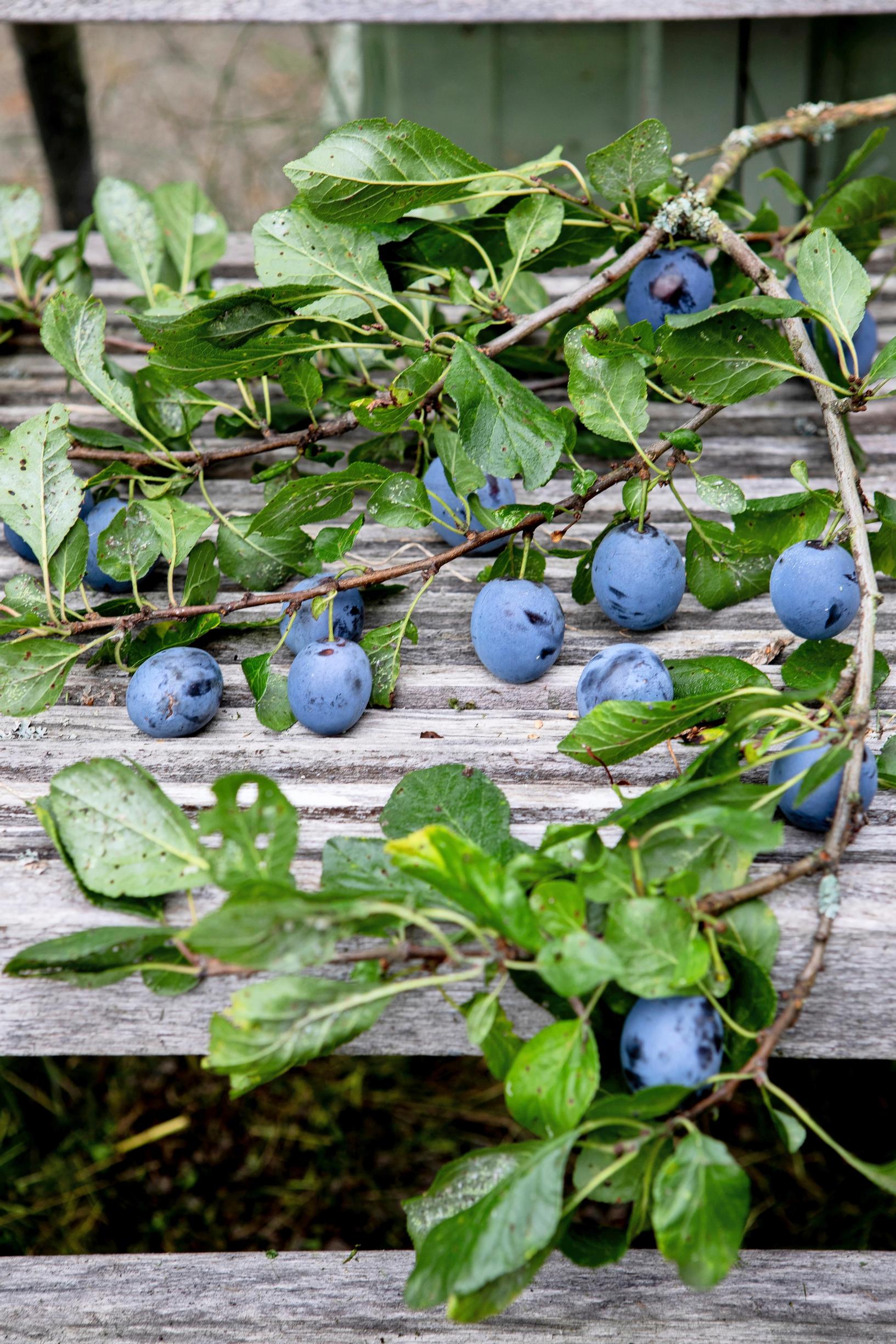 Kriikunat ovat säilyneet Johannan puutarhassa edellisen asukkaan ajoilta.