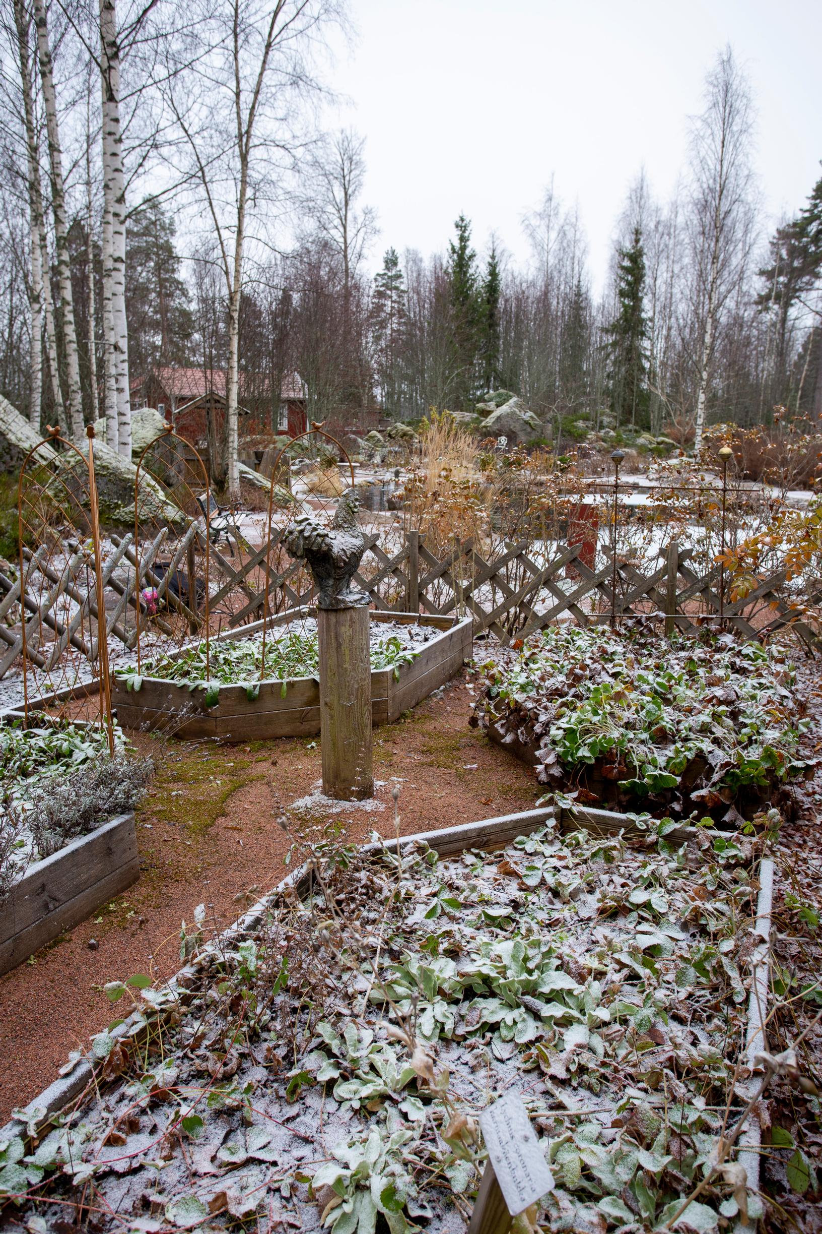 Kasvilavat huurteen peitossa.