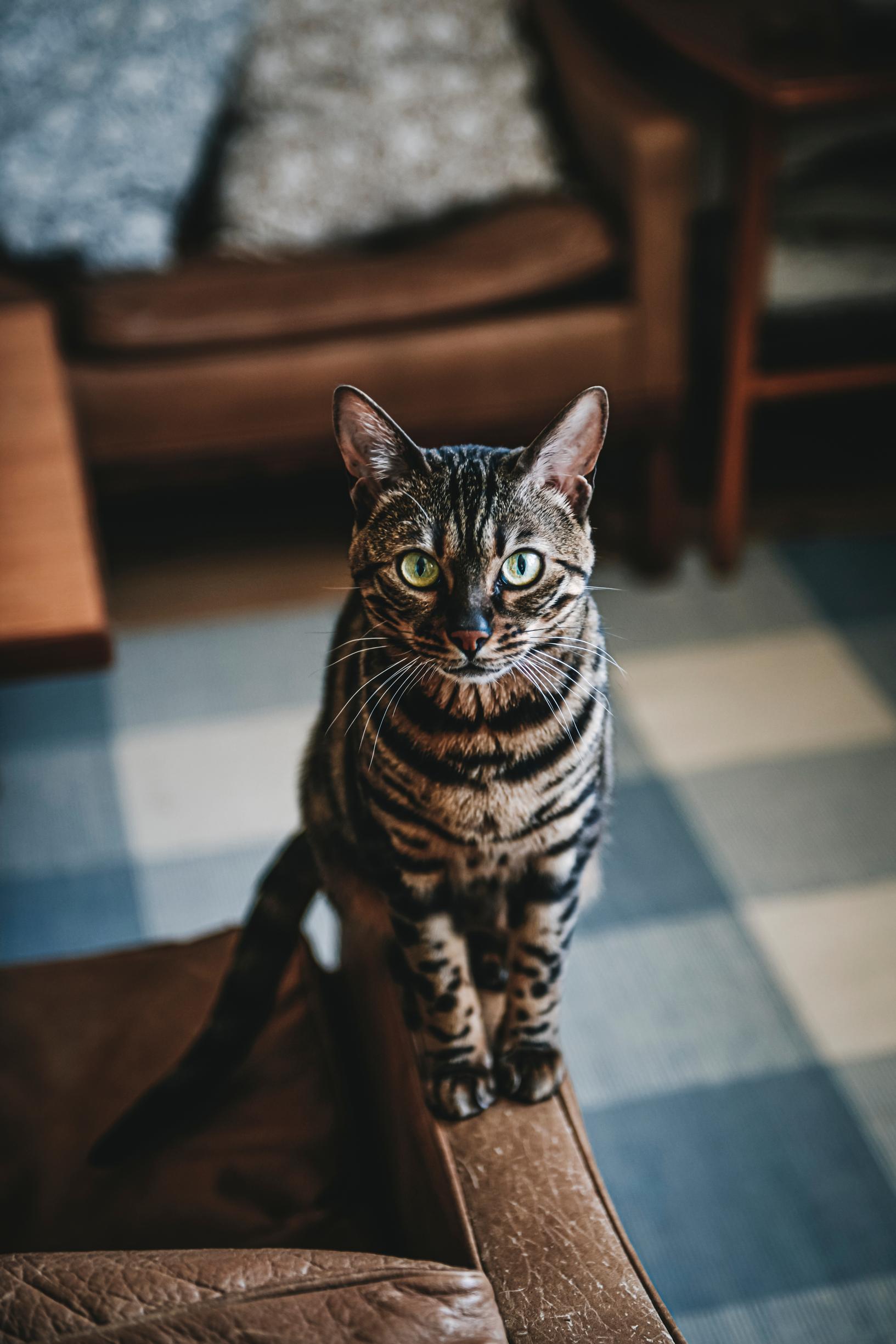 Hertta-kissa