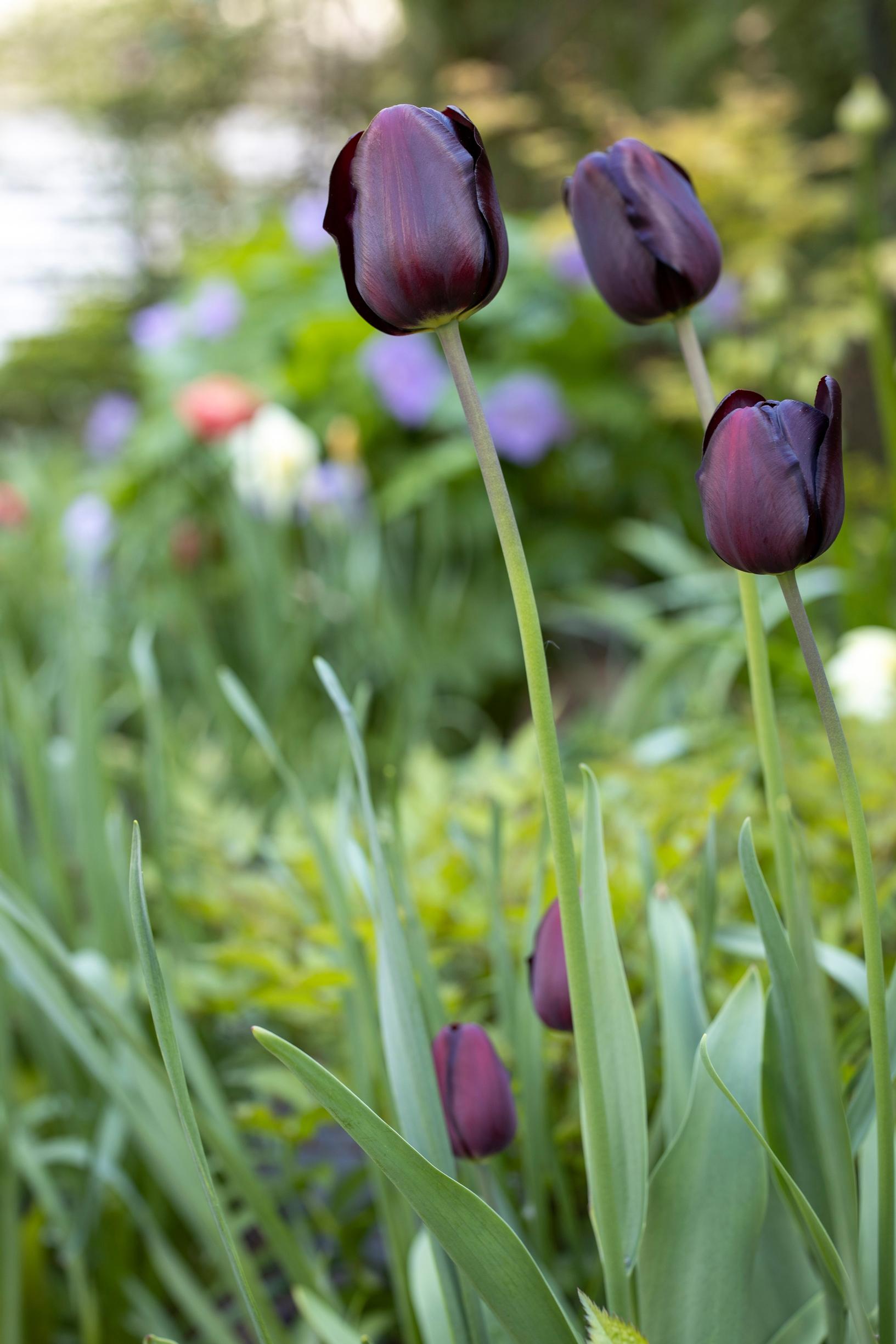 Tulppaani ’Queen of Night’ tuo kontrastia istutuksiin. 