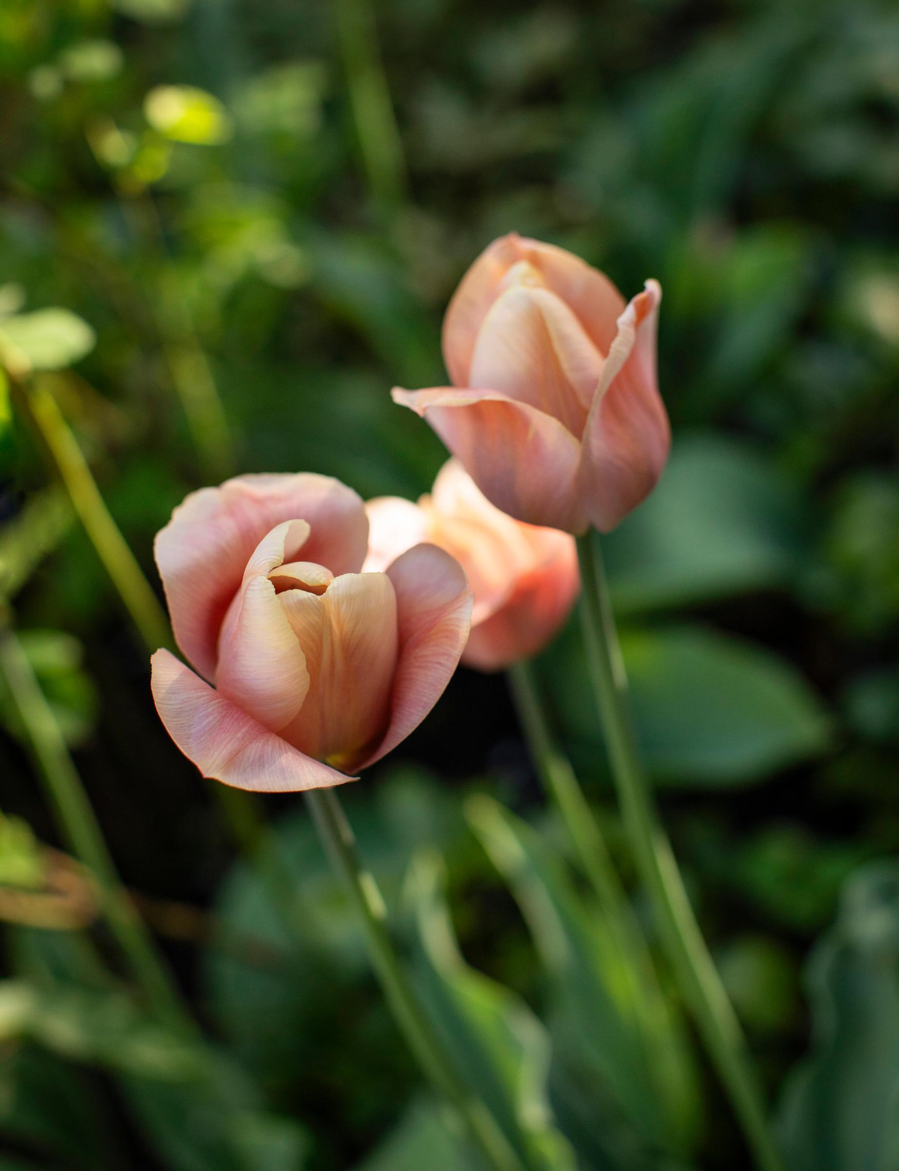 ’La Belle Époque’ -tulppaani