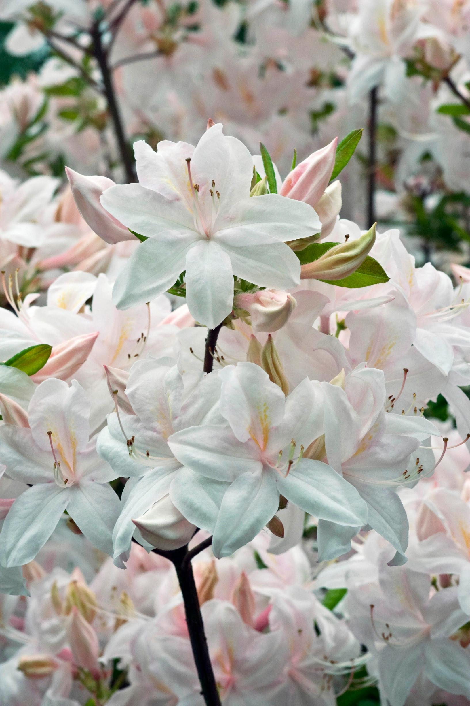 Revontuliatsalea ’White Lights’