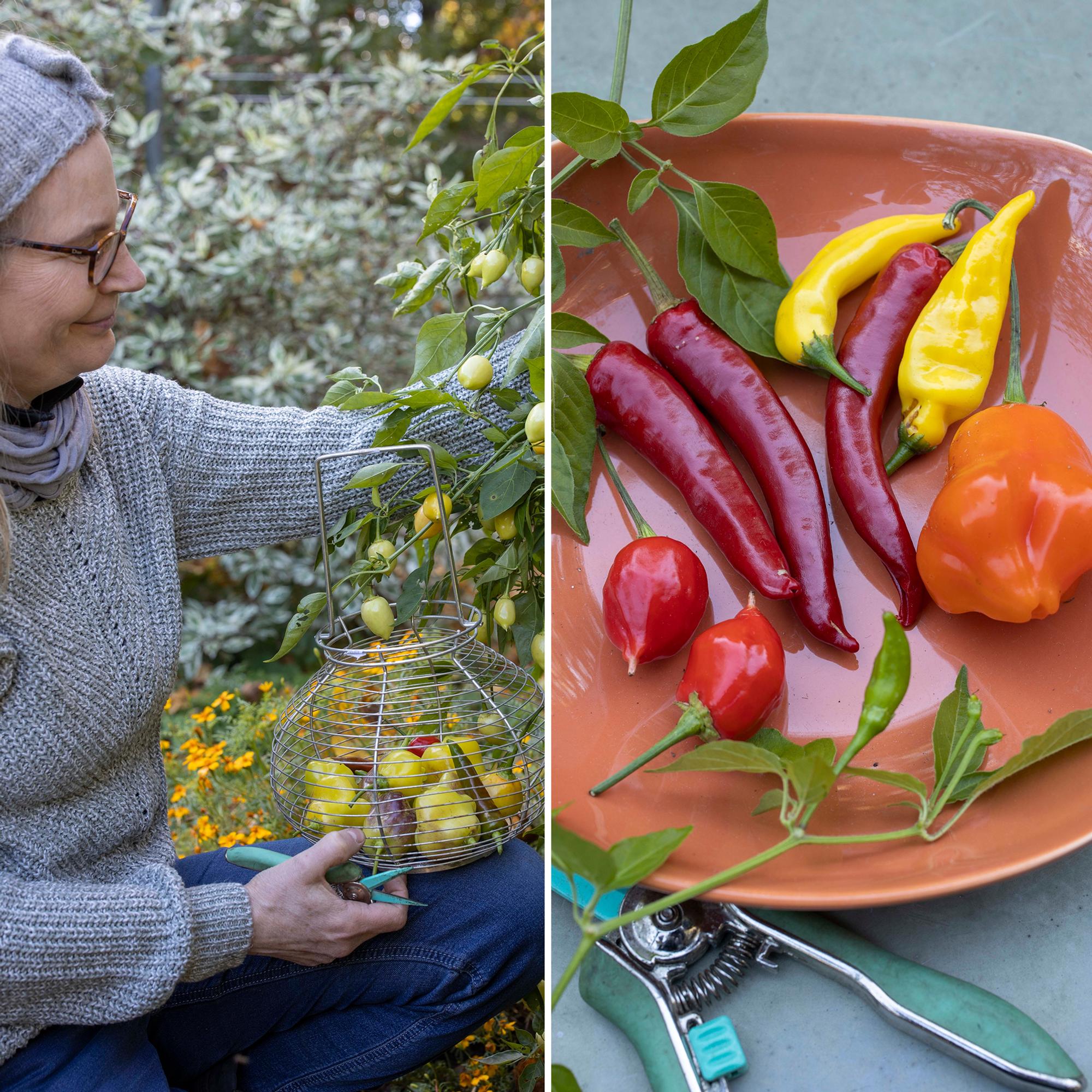 Chilin kypsyttäminen – raa'aksi jääneiden chilien kypsyttämiseen on monta hyvää konstia