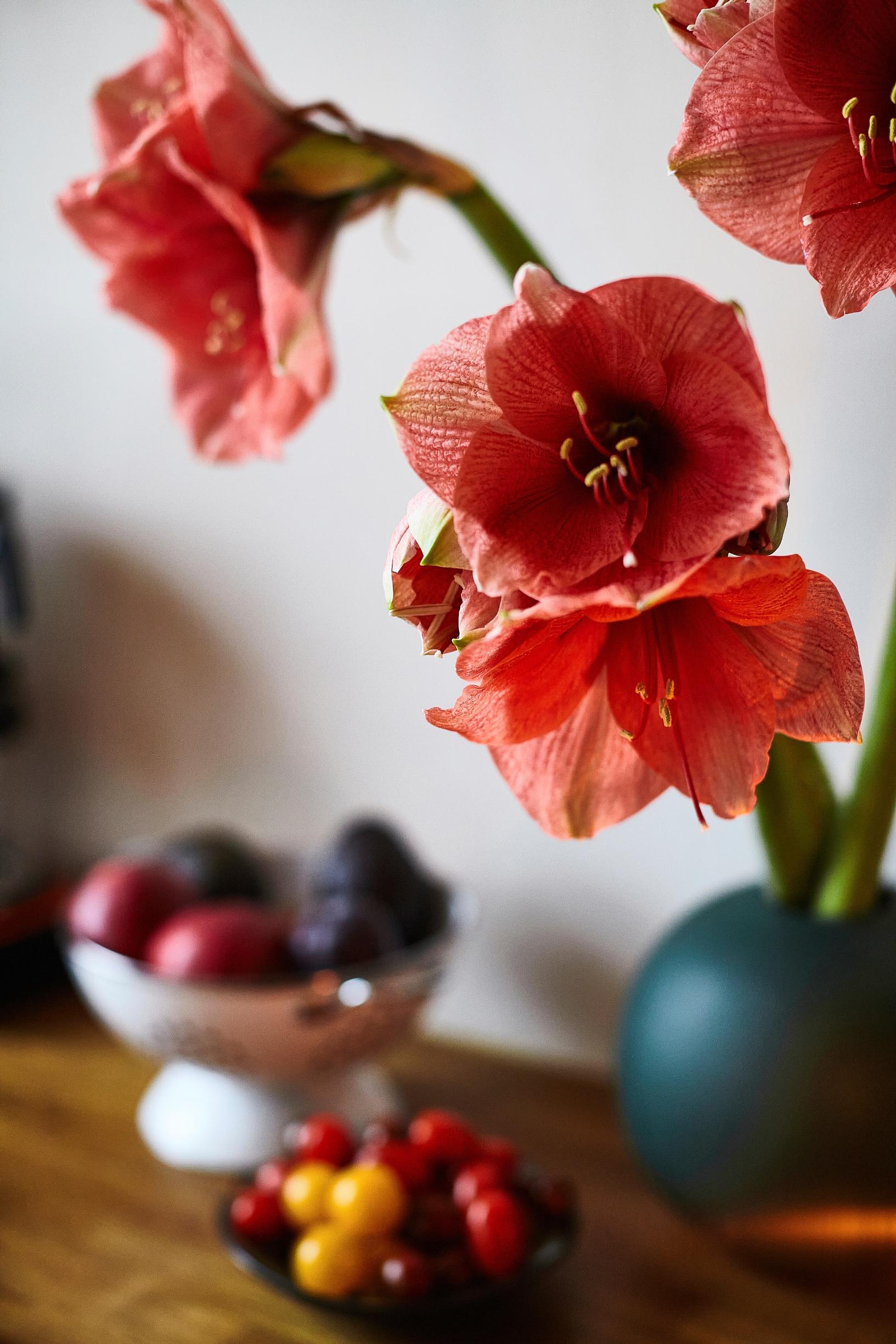 Amaryllis maljakossa.