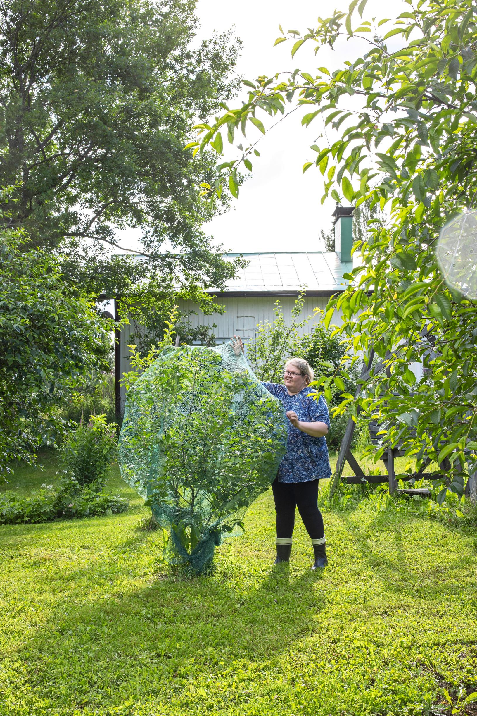Sirpa Iivari verkottaa kirsikkapuuta