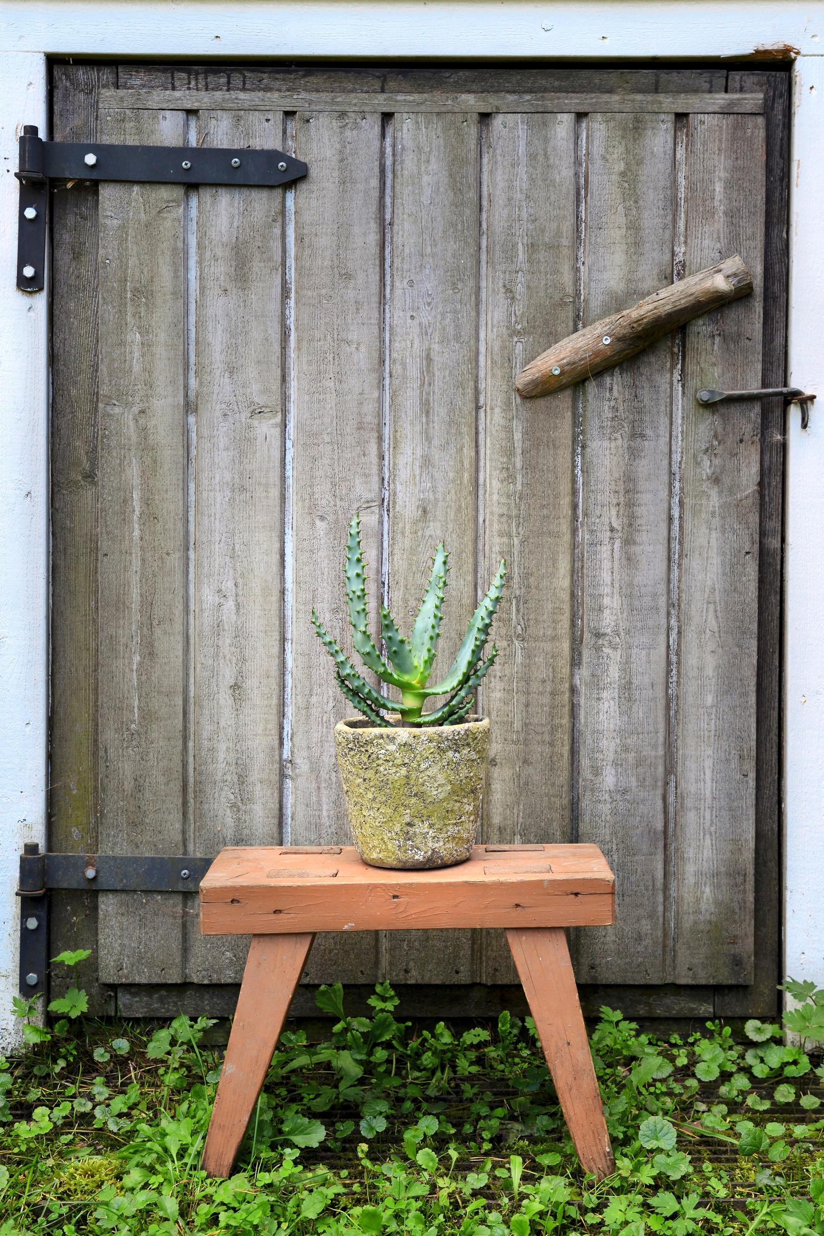 viherkasvi aaloe aloë marlothii