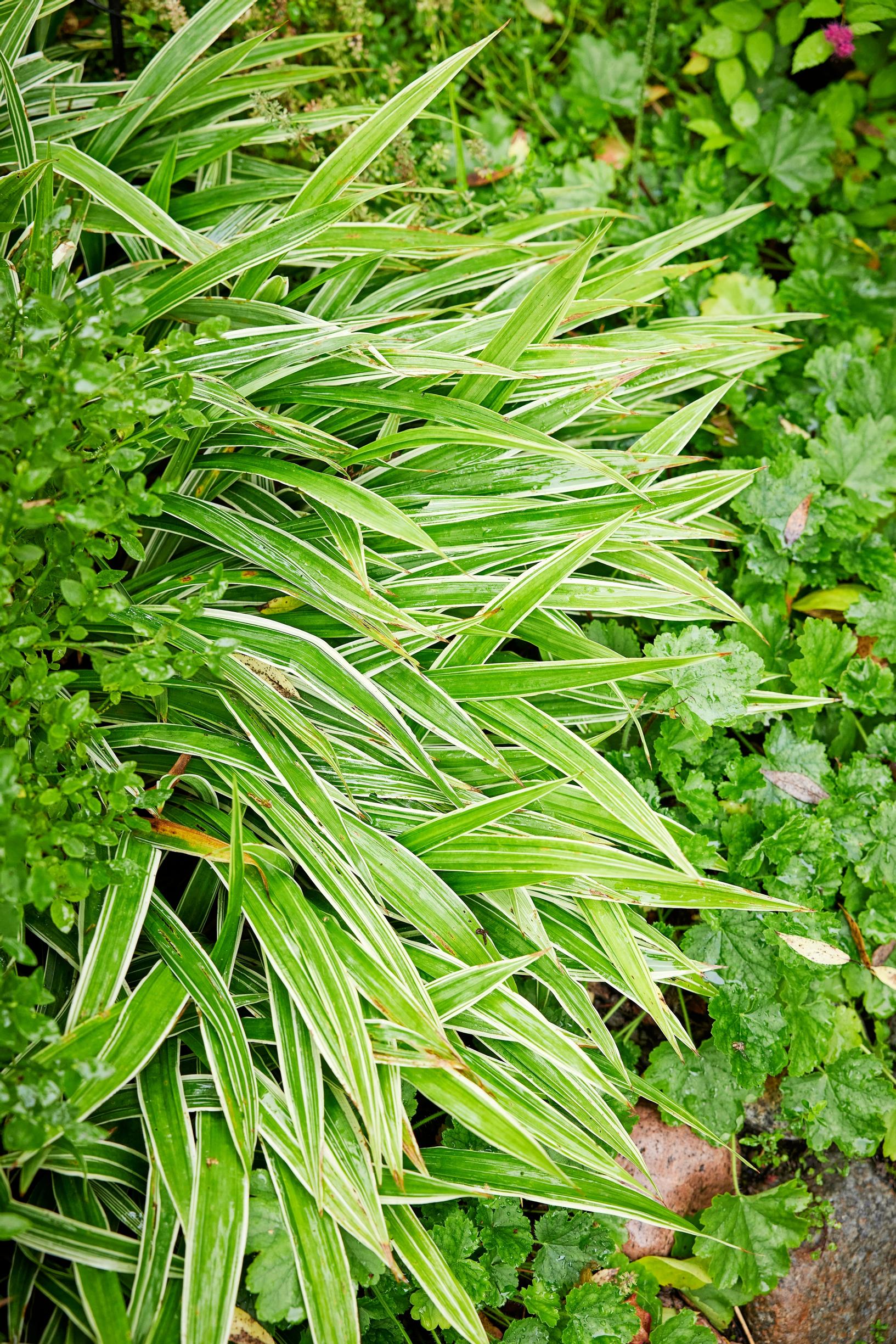 Koristeheinät ruukussa ja perennapenkissä: Idänvarjosara ’Variegata’, Carex siderosticta