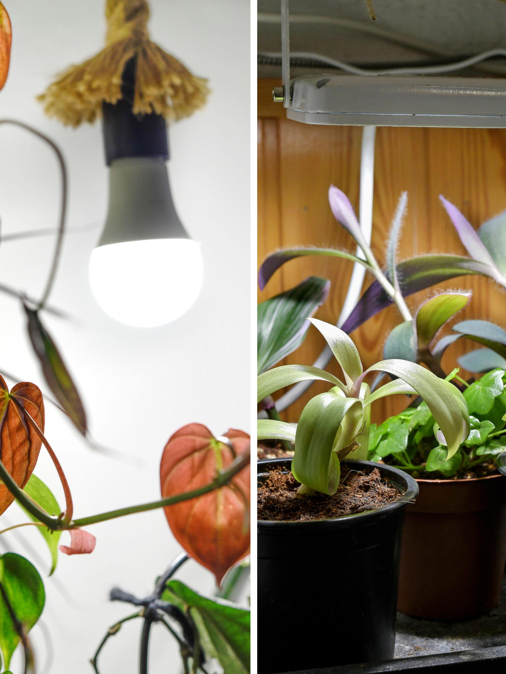 Kasvivalo pitää viherkasvit rehevinä läpi talven – asiantuntijoiden vinkeillä valitset parhaan valaisimen ja käytät sitä oikein