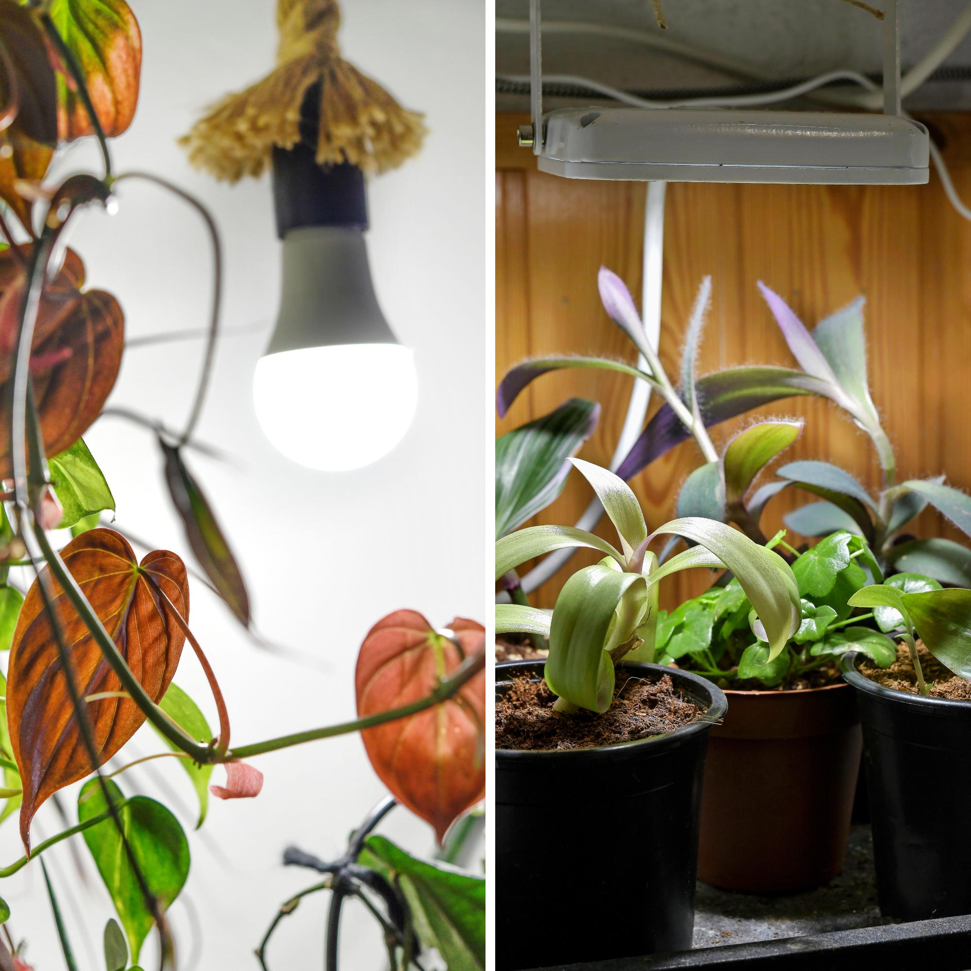 Kasvivalo pitää viherkasvit rehevinä läpi talven – asiantuntijoiden vinkeillä valitset parhaan valaisimen ja käytät sitä oikein