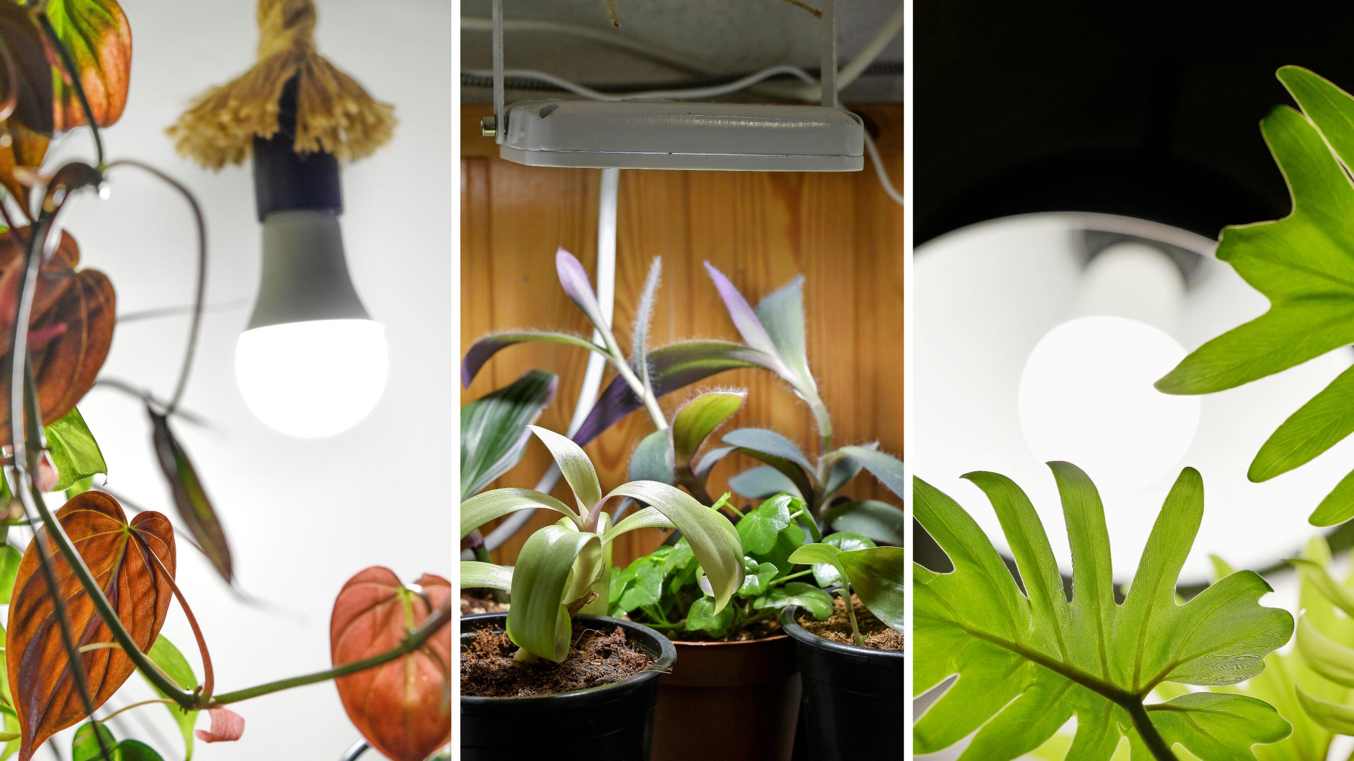Kasvivalo pitää viherkasvit rehevinä läpi talven – asiantuntijoiden vinkeillä valitset parhaan valaisimen ja käytät sitä oikein