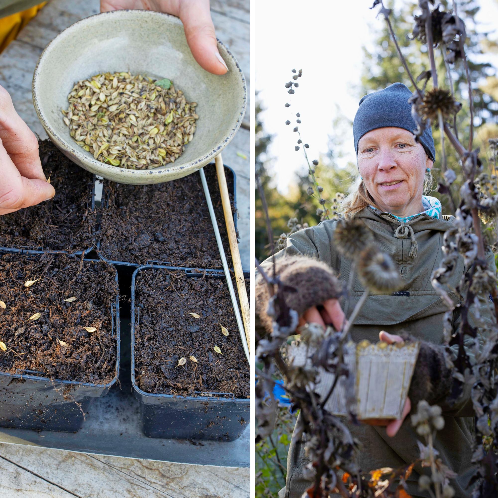 Kylvä perennoja myös syksyllä! Nappaa puutarhurin vinkit, joilla saat ensi vuodeksi taimet (lähes) ilmaiseksi
