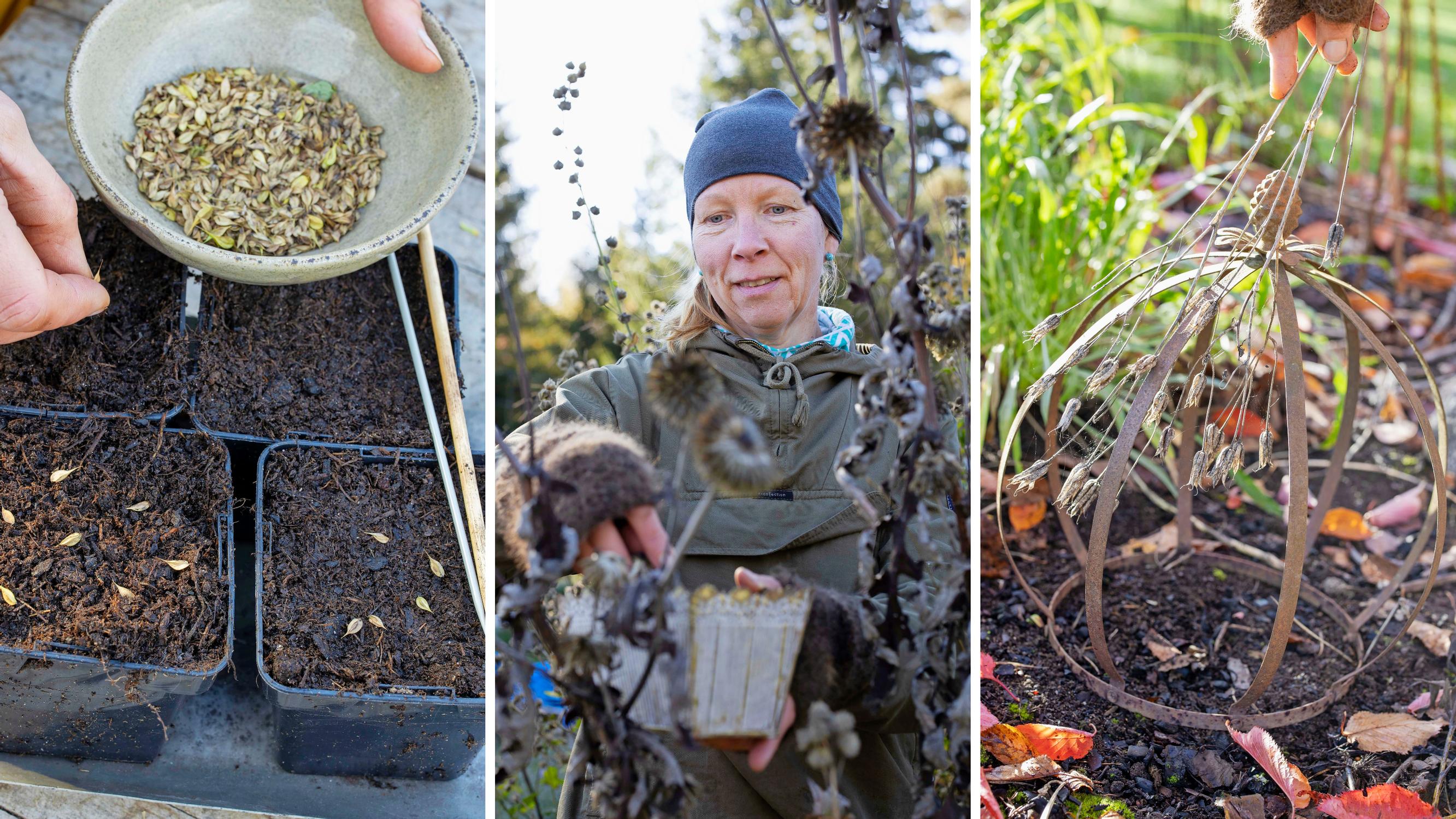 Kylvä perennoja myös syksyllä! Nappaa puutarhurin vinkit, joilla saat ensi vuodeksi taimet (lähes) ilmaiseksi