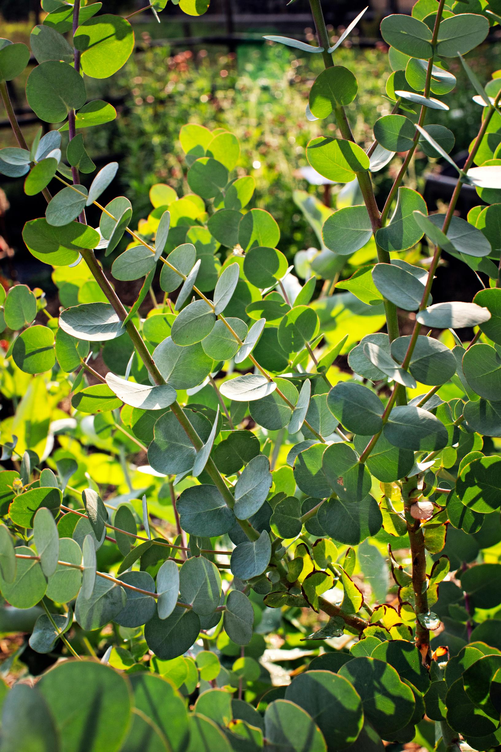 Eucalyptus gunnii ’Silver Drop’.