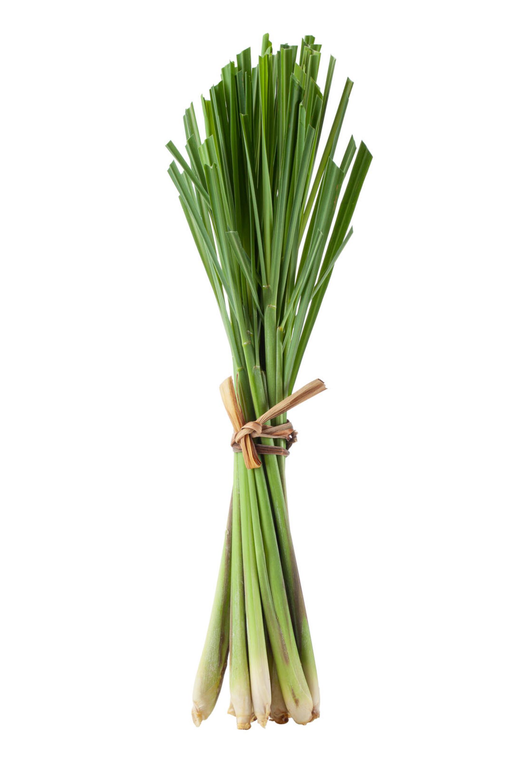 Sitruunaruohon kasvatus