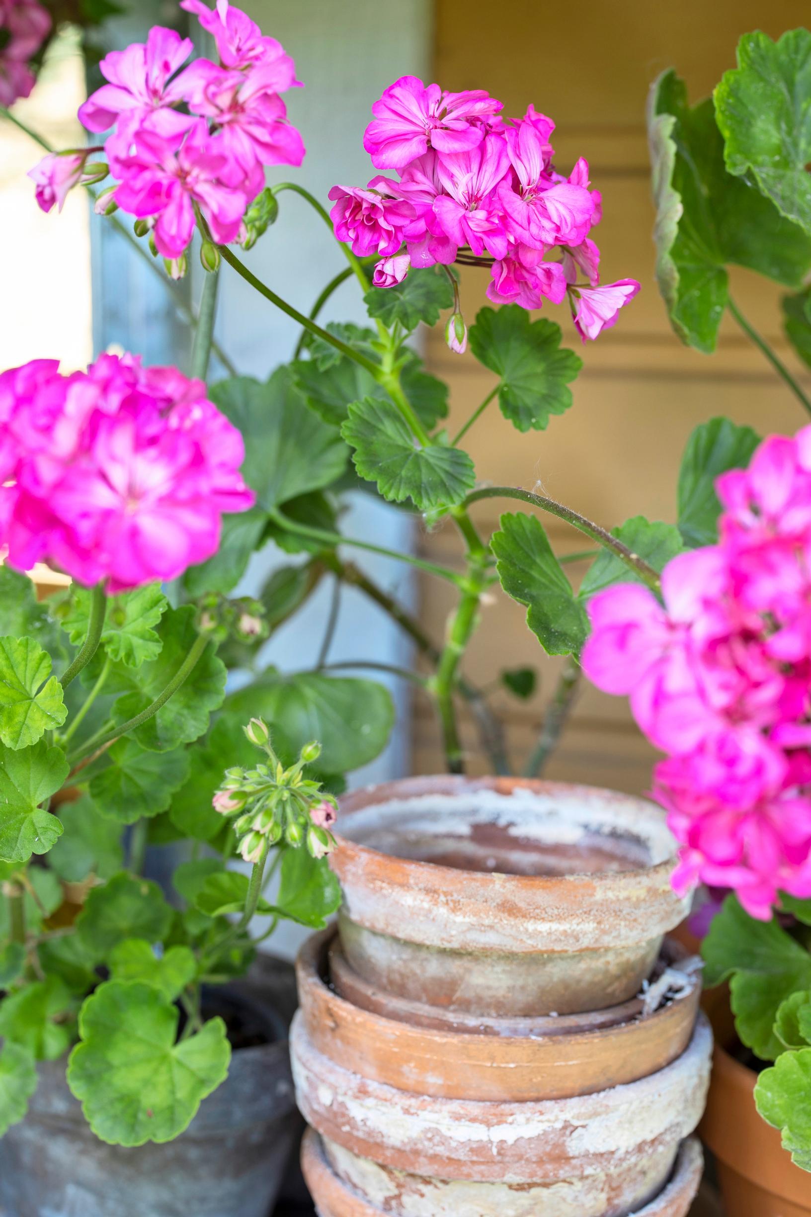 Pelargonin talvetus: Kotipelargoni "Carolina-2