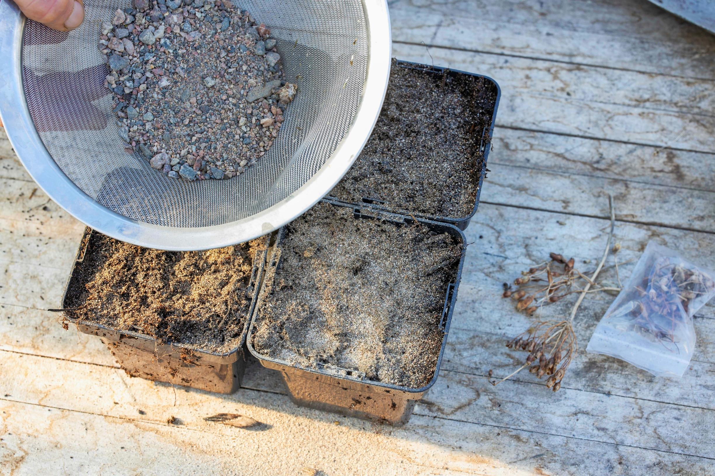 Perennojen kylvö syksyllä