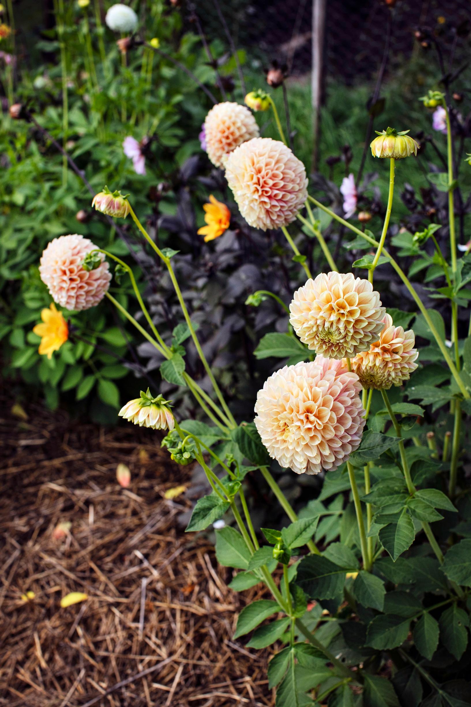 Daalia 'Sweet Suzanne'