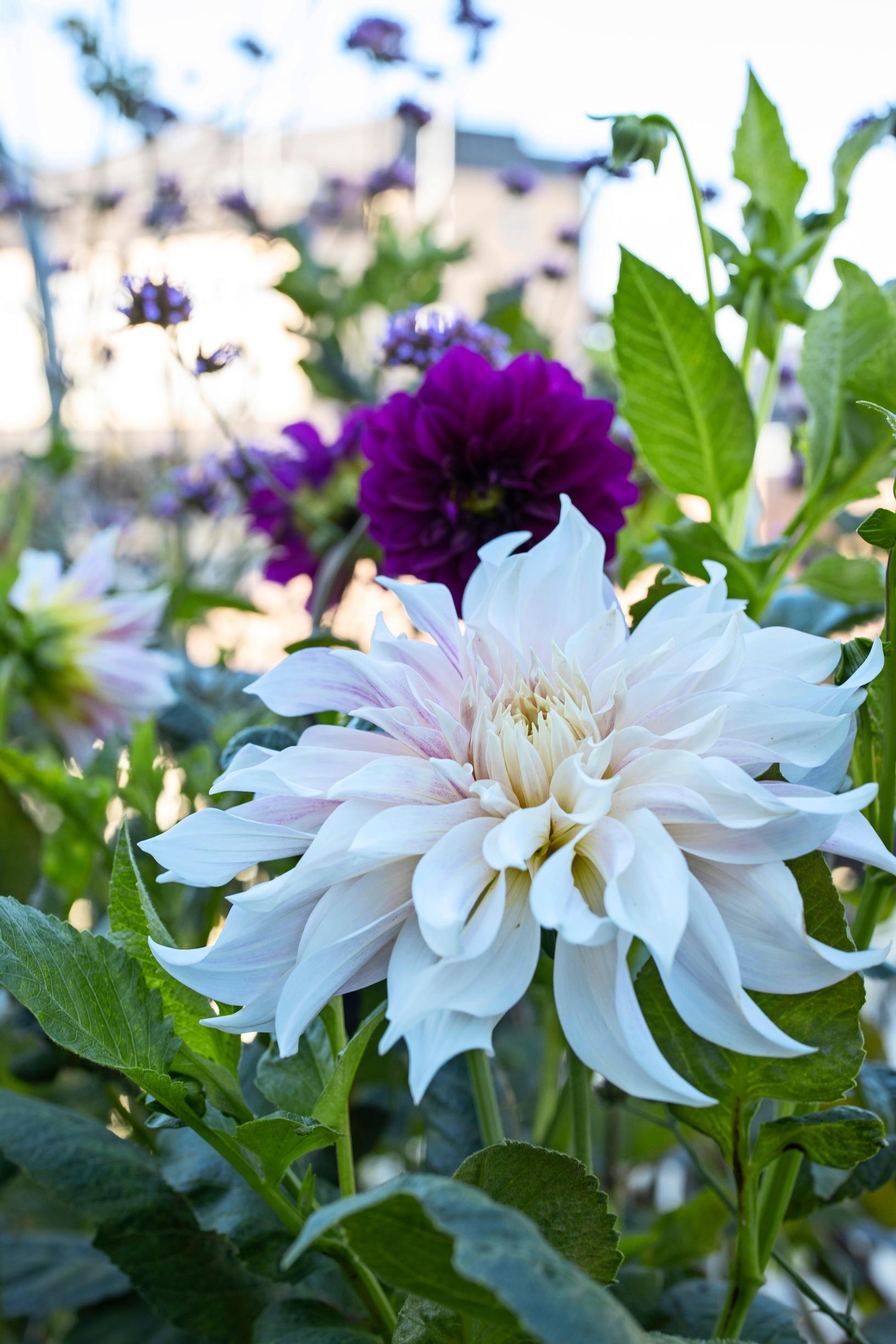 Vaalea daalia ja violetti perinnedaalia