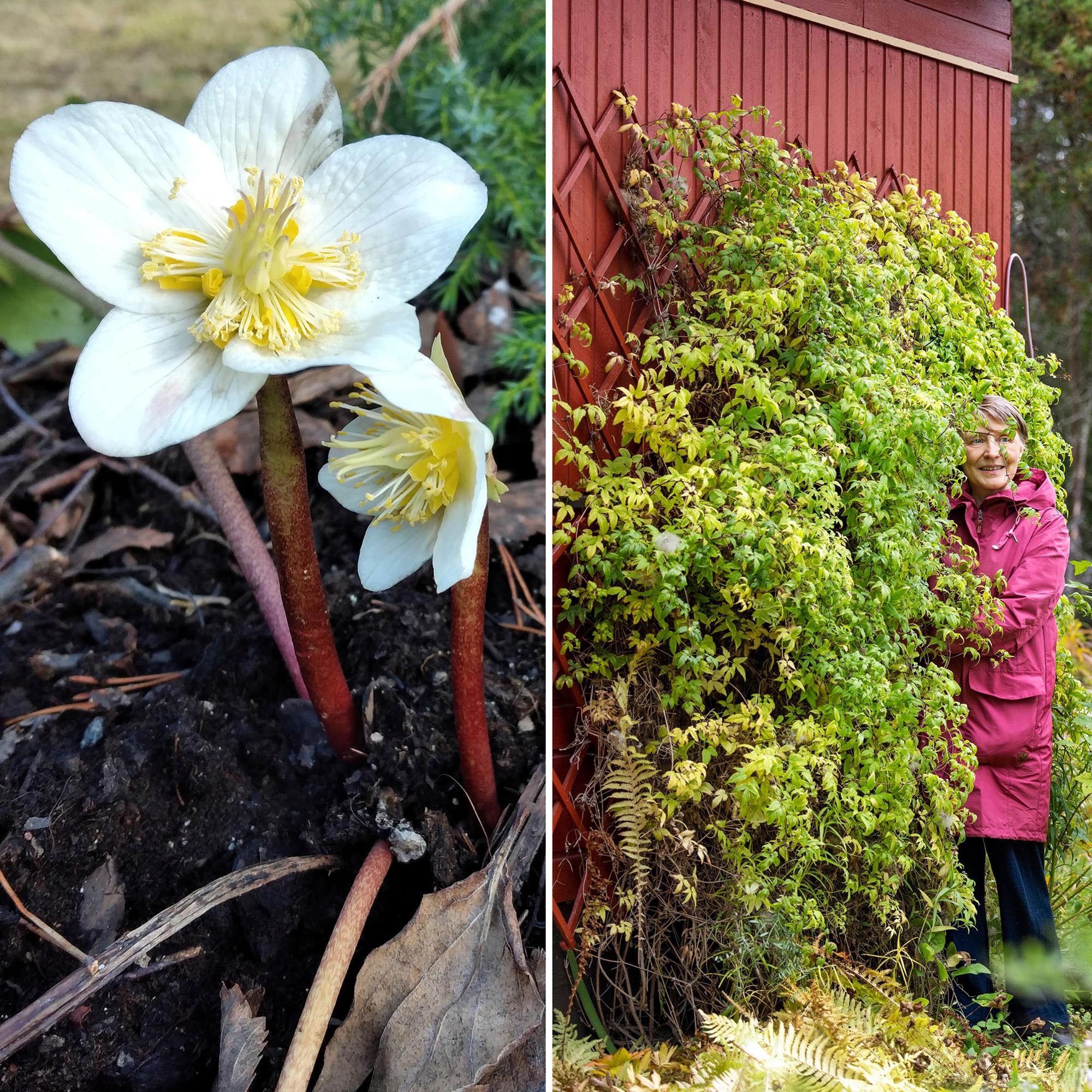 Oho, nämä kasvit pärjäävät Lapissa asti! ”Oli taivaallista, kun lumen seasta pilkisti suuria valkoisia nuppuja”, sanoo sodankyläläinen tarhuri