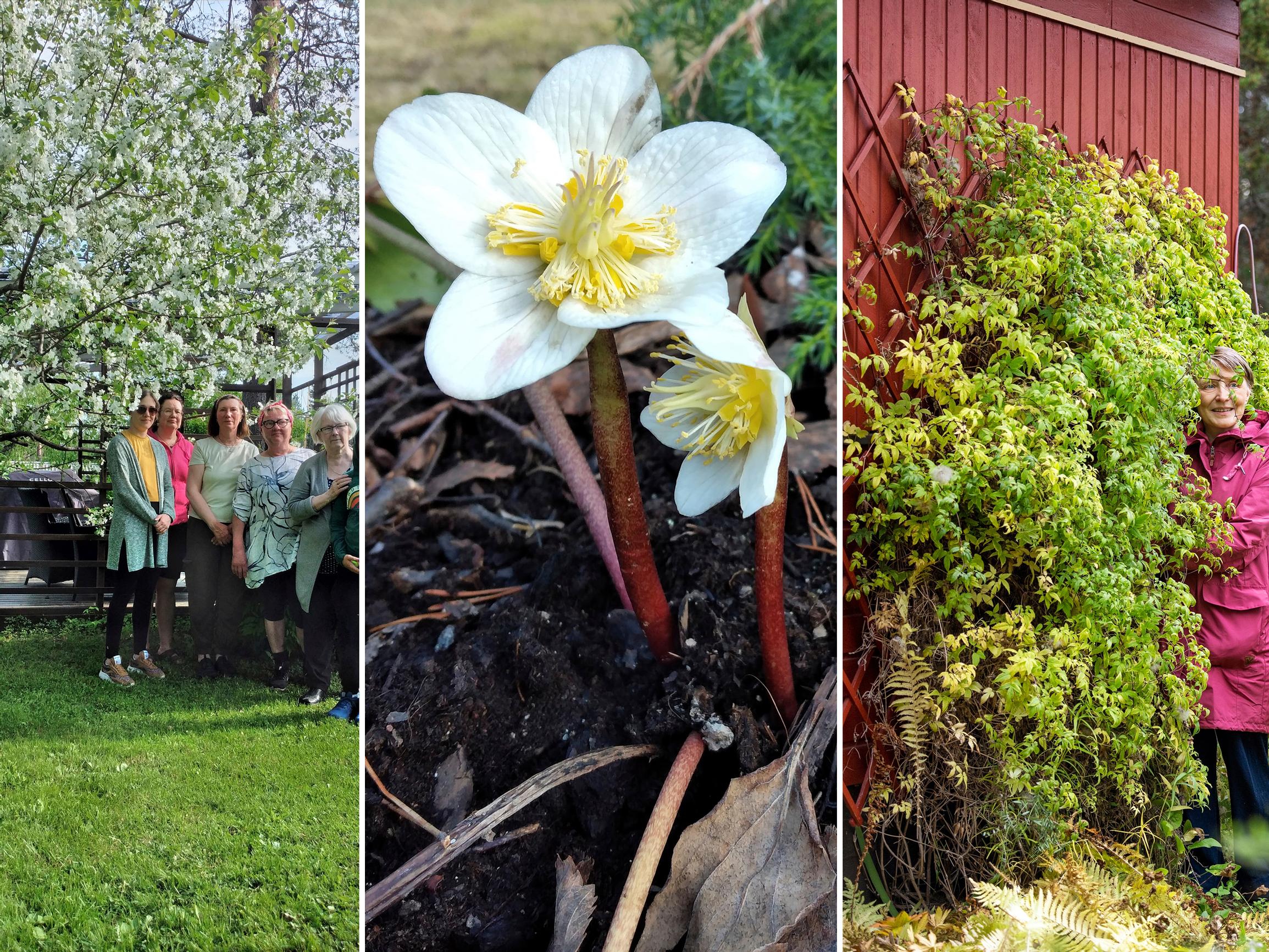 Oho, nämä kasvit pärjäävät Lapissa asti! ”Oli taivaallista, kun lumen seasta pilkisti suuria valkoisia nuppuja”, sanoo sodankyläläinen tarhuri