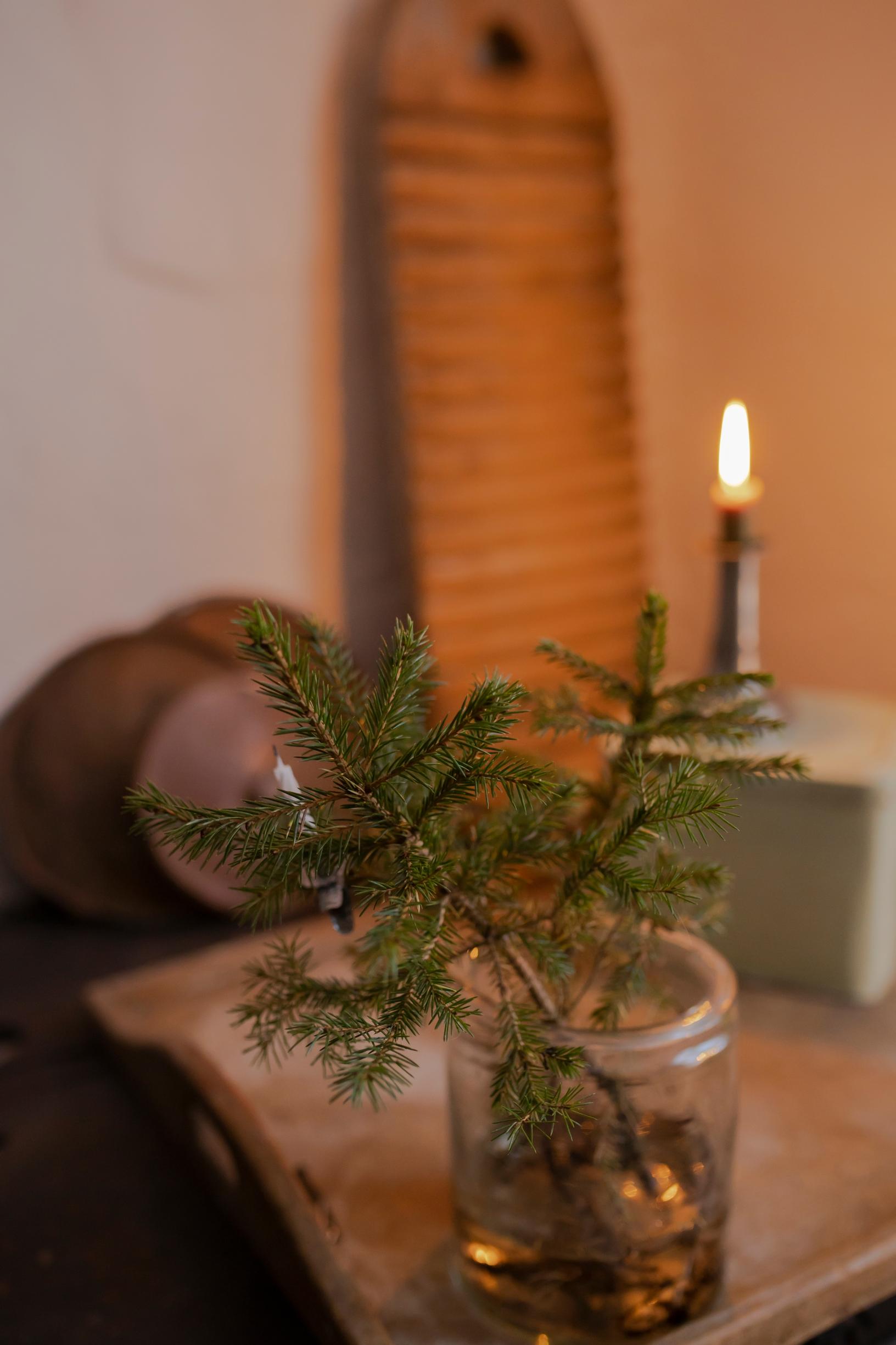Pieni metsäkuusi lasimaljakossa
