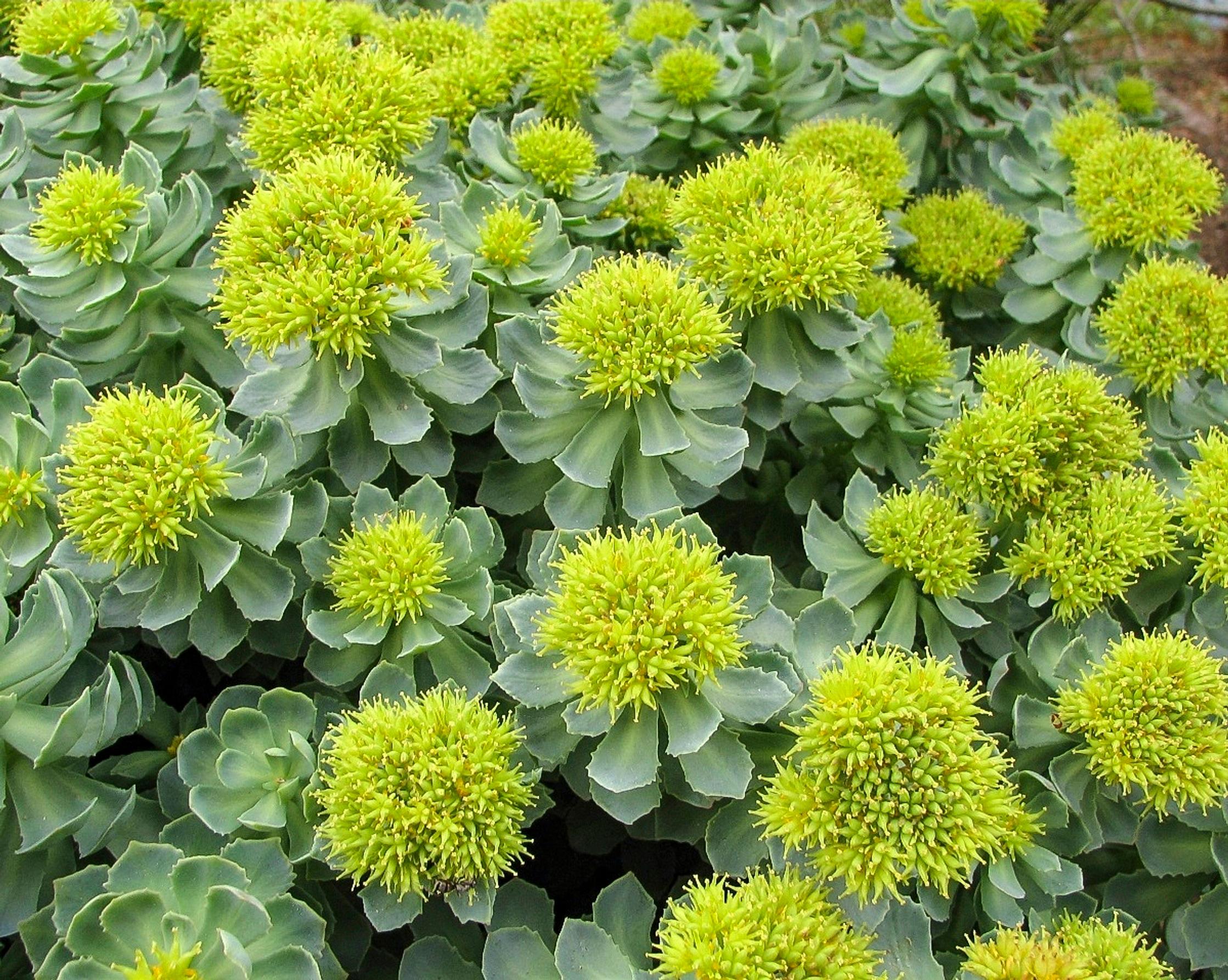 Pohjanruusujuuri ’Reitkalli’
