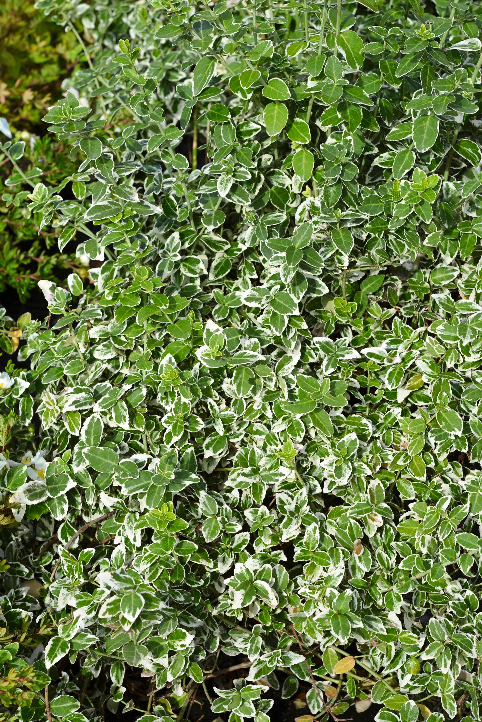 Suikerosorvarinpensas ’Variegata’