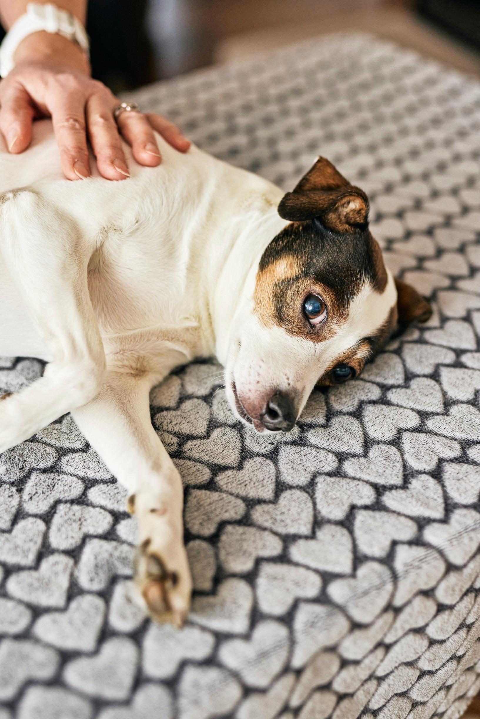 Kuva tanskalais-ruotsalaisesta pihakoirasta.