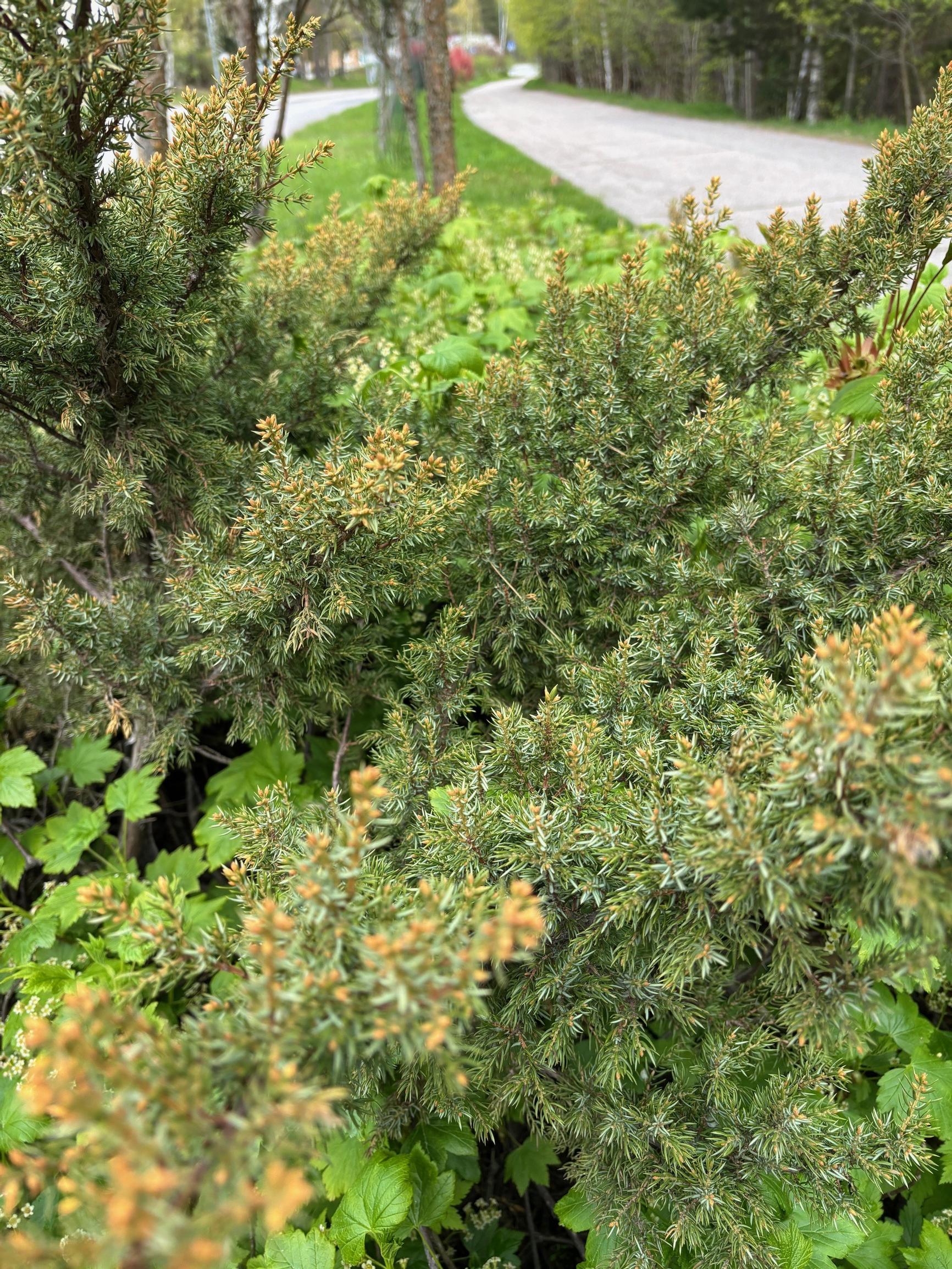 Suppilokataja 'Lalli'