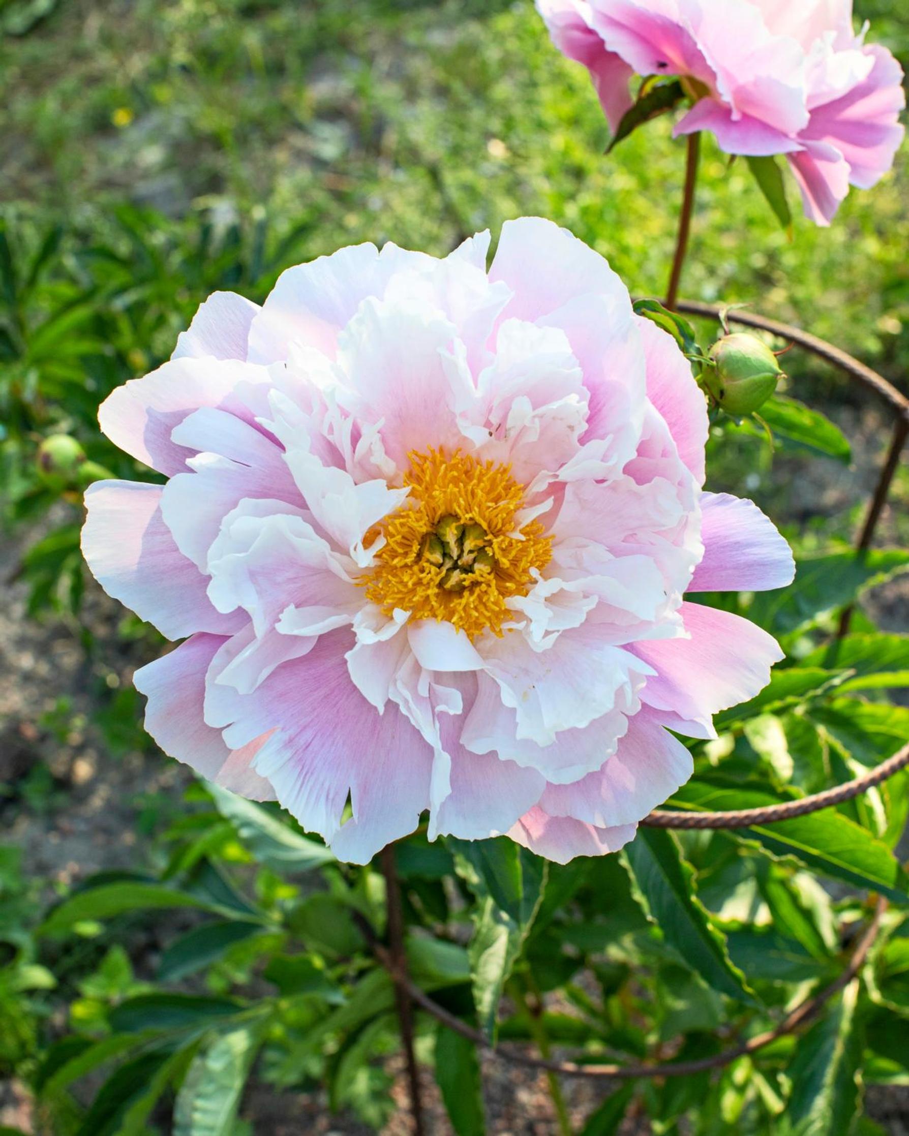 'Queen Bee' kestää auringonpaahdetta ja kaatosadetta.