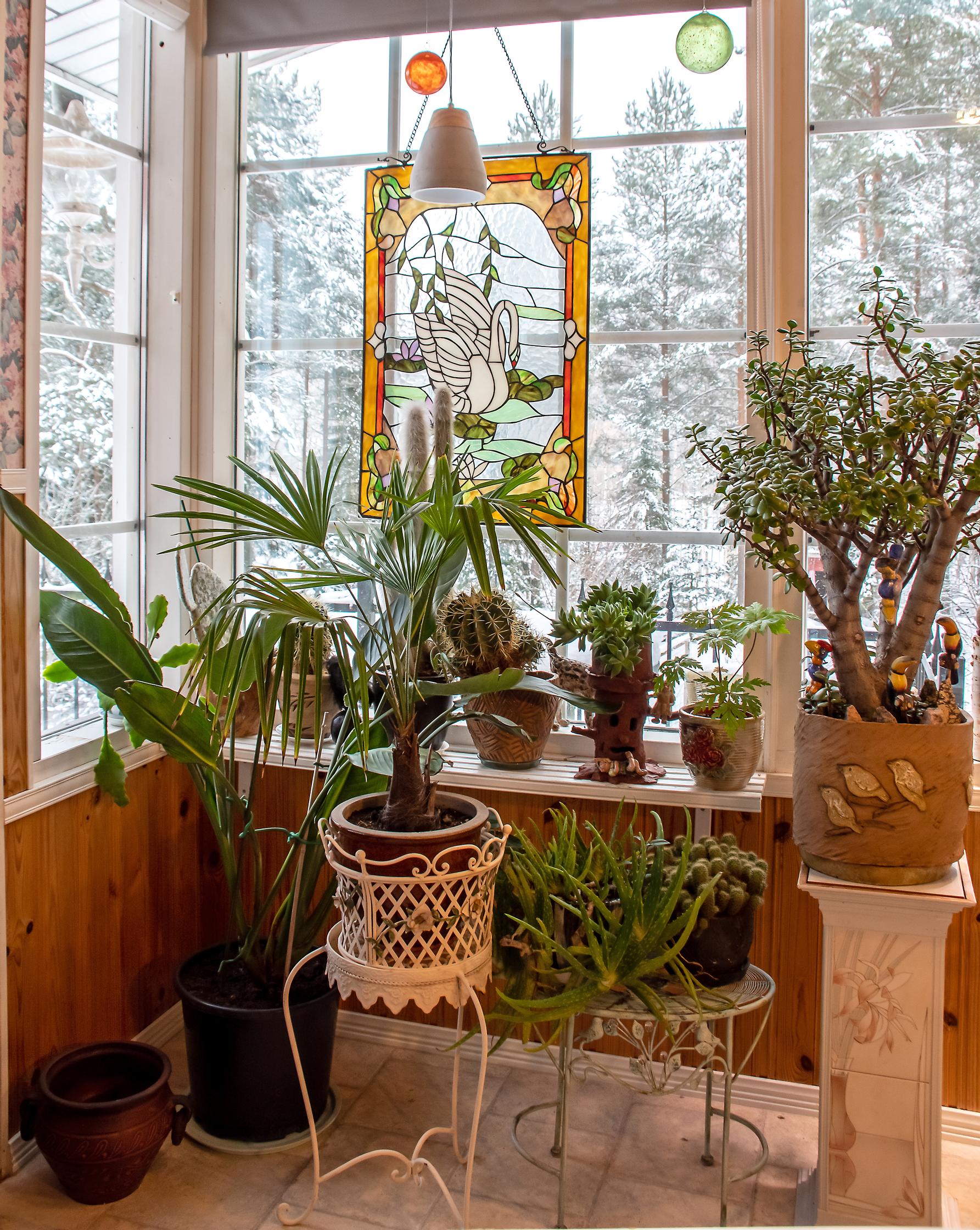 huonekasveja kuistilla