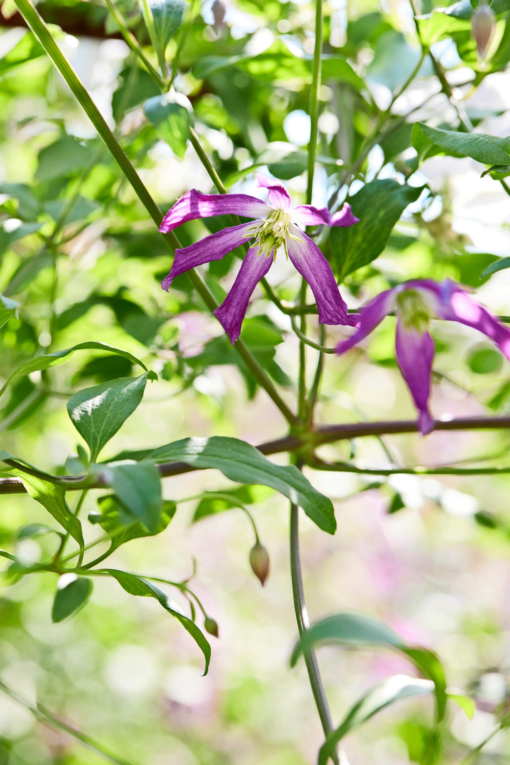 ’Rubromarginata’ -tähtikärhö (Clematis × triternata) on viini- ja tuoksukärhön risteymä.