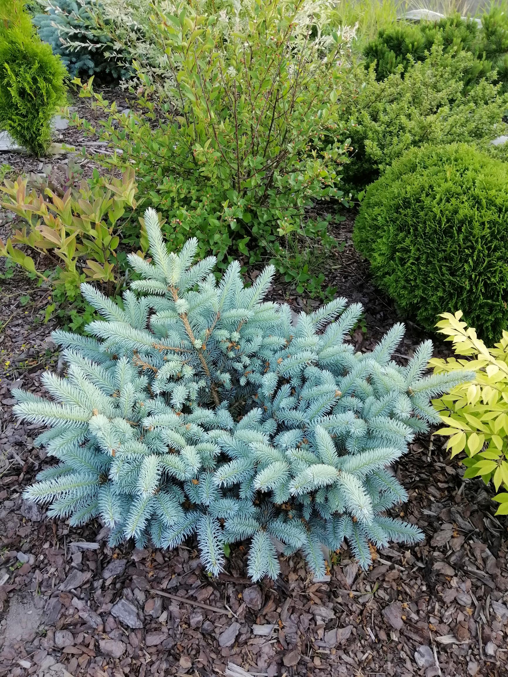Kääpiöhopeakuusi ’Glauca Globosa’.