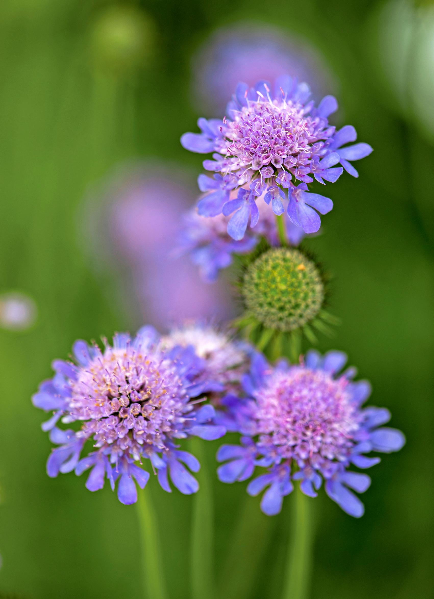 Kivikkotörmäkukka Scabiosa columbaria