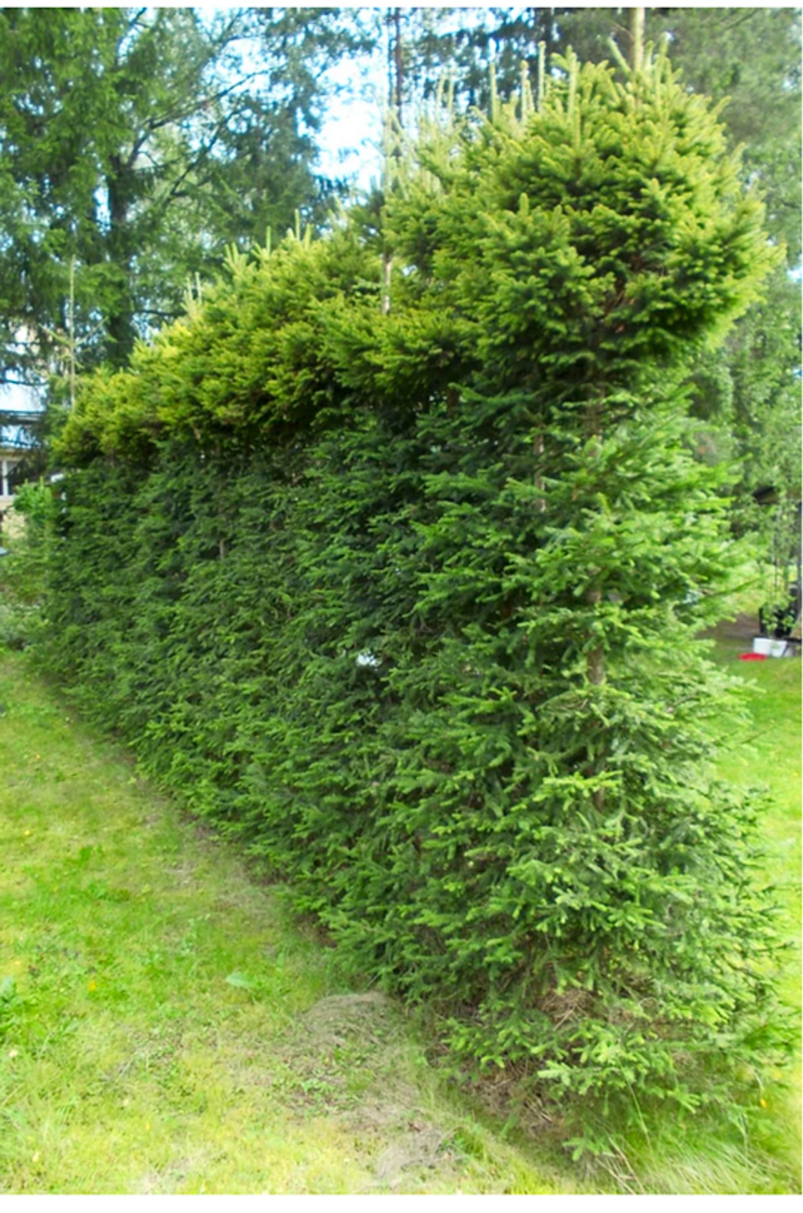 9 Parasta Havua Joulupuuksi Viherpiha 9 Parasta Havua Joulupuuksi Viherpiha
