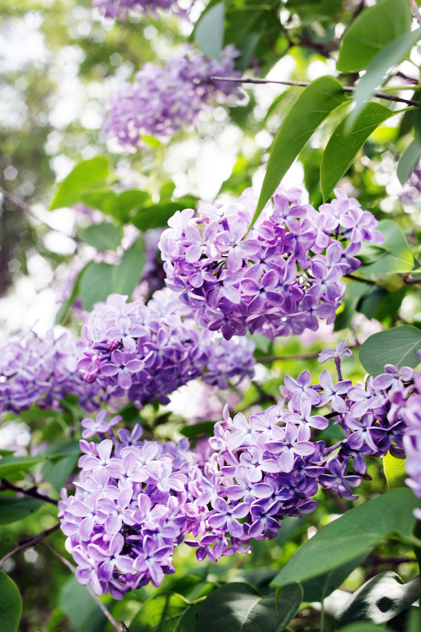 Violetti pihasyreeni kukassa