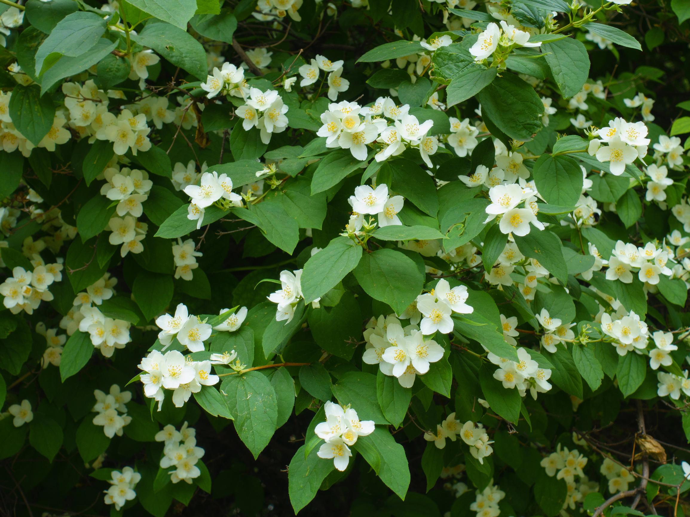 Jasmike on keskikesän upea kaunotar, joka hurmaa tuoksullaan – näin onnistut pensaan kasvatuksessa ja hoidossa