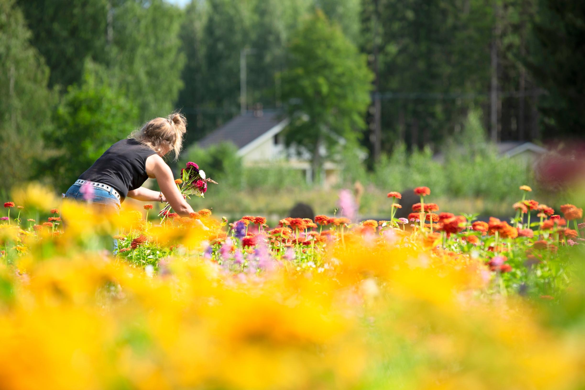 Markun kukkapelto loistaa elokuussa kuin jättimäinen räsymatto – avoimien ovien Kukkakuhhaus kutsuu kaikki nauttimaan väriloistosta