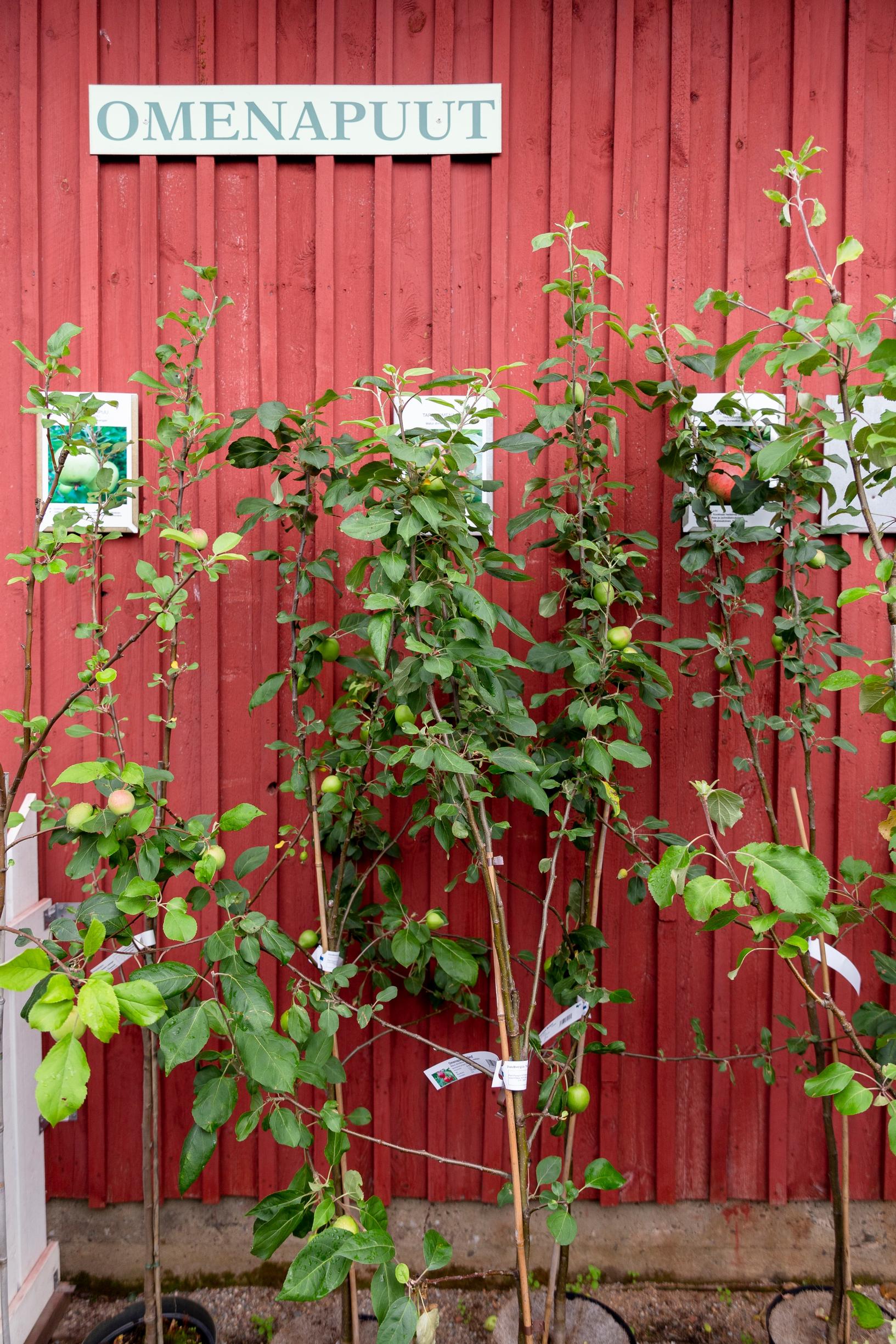 Omenapuu 'Pirja' ja 'Grenman', päärynä 'Pepi'