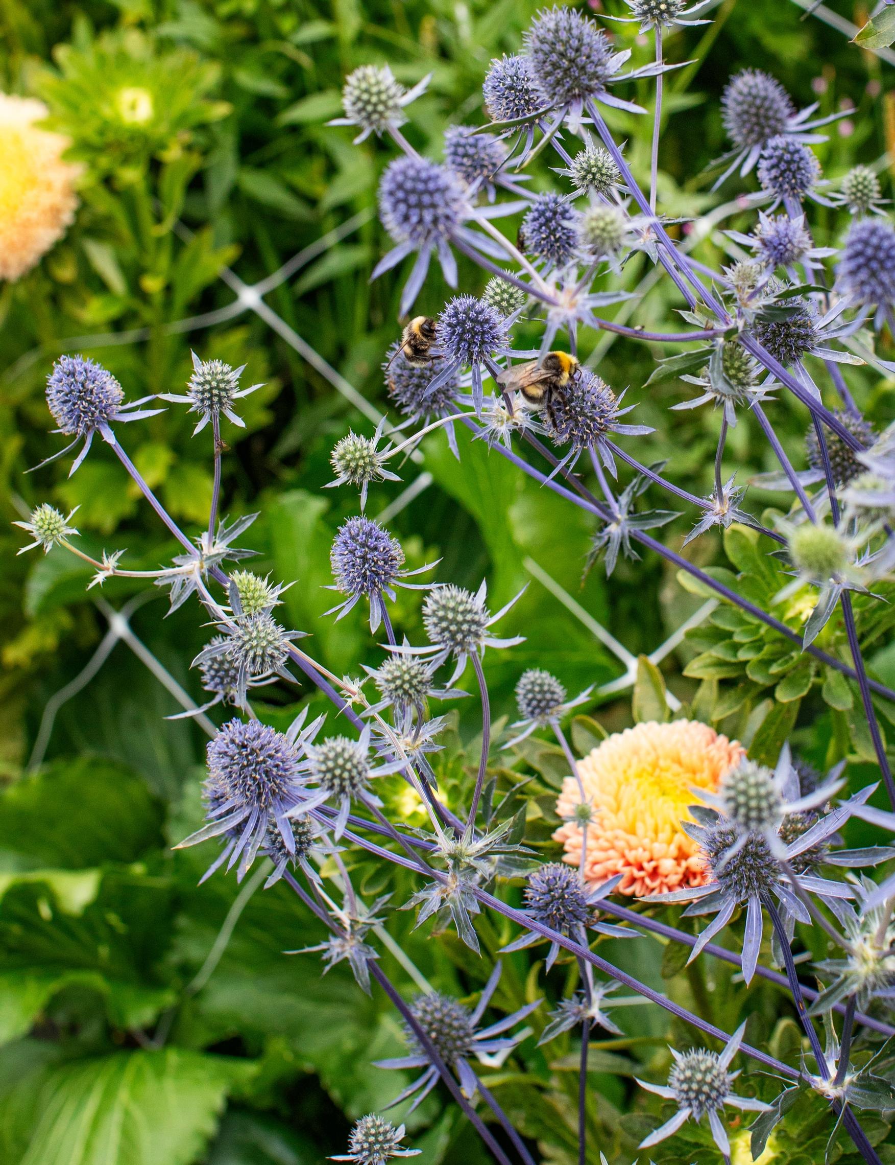Sinipiikkiputki ’Blue Glitter’